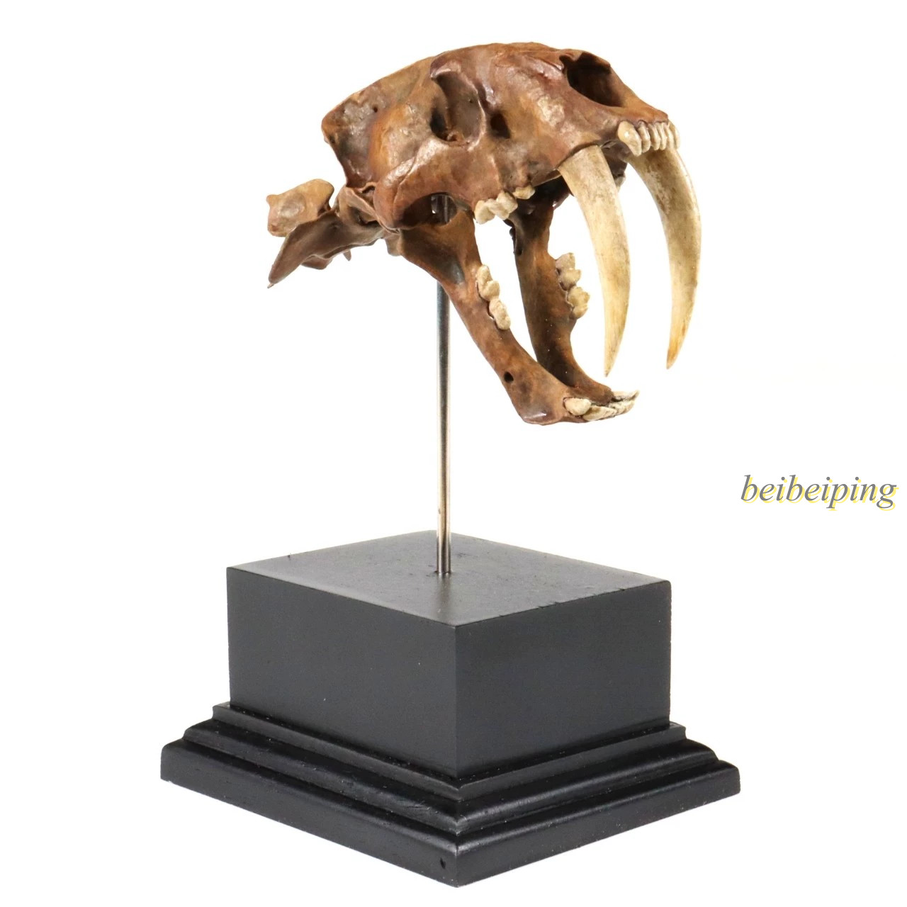 Saber-Toothed Tiger Smilodon Fossil Skull Statue 3D Print Collect Display Model