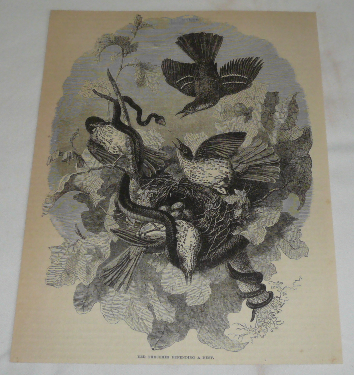 1876 magazine engraving ~ RED THRUSHES Defending A Nest Against A Snake