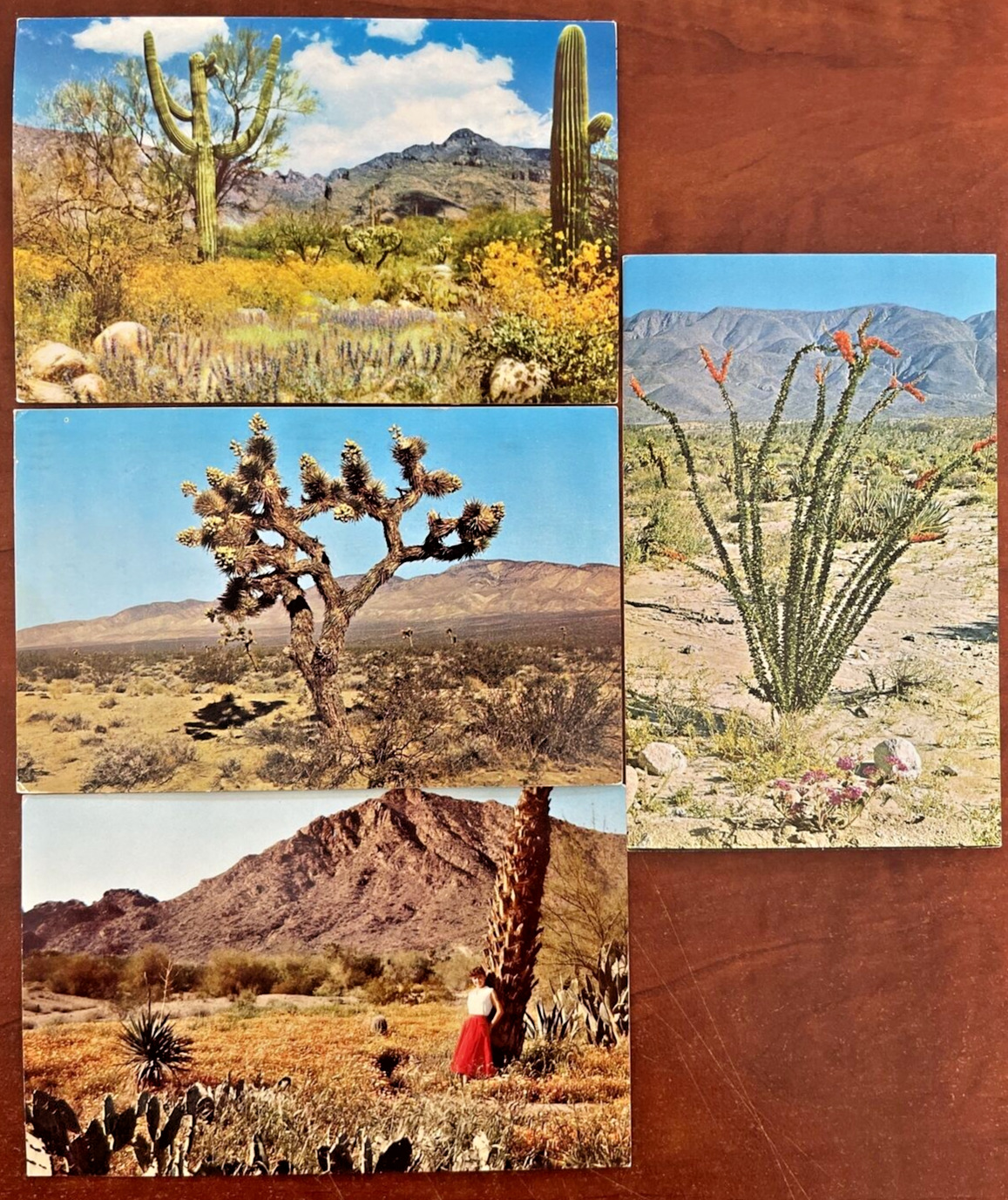 4 Postcards Desert Plants Cactus Joshua Tree Bloom, cactus blooms Ocotilo flower
