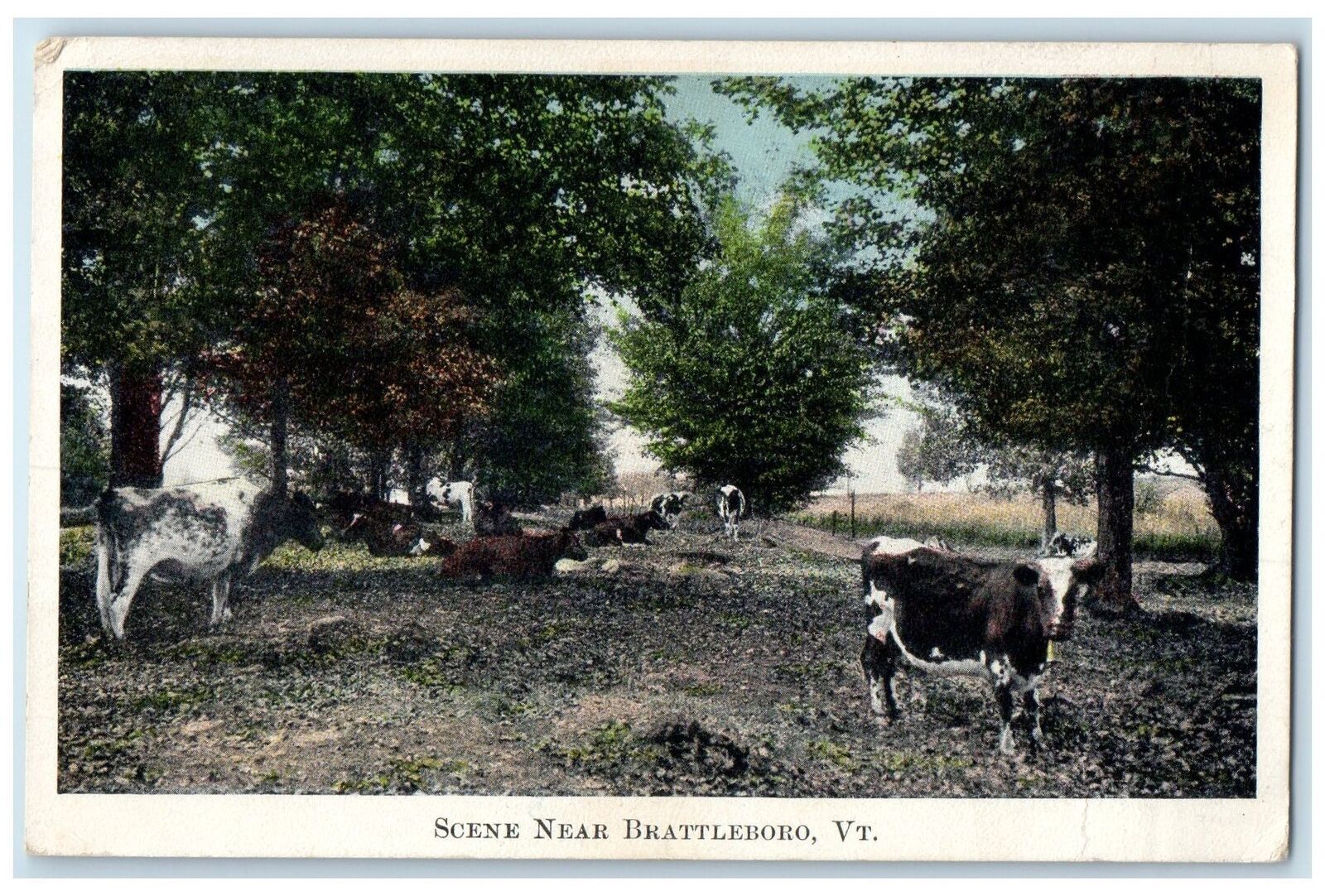 c1920's Scene Group Of Cows Farm Trees Brattleboro Vermont VT Unposted Postcard