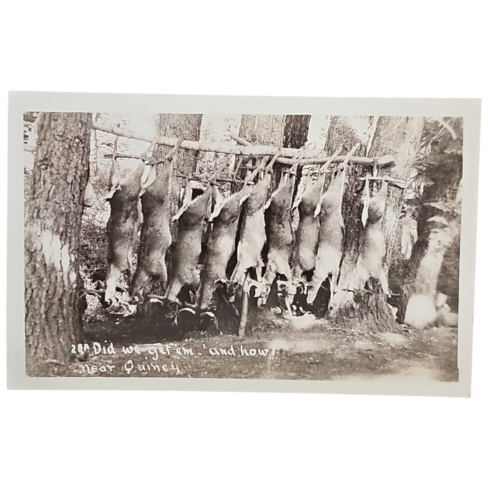 Deer Hunting Quincy California Rppc Postcard 1915