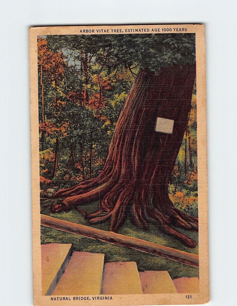 Postcard Arbor Vitae Tree, Estimated Age 1000 Years, Natural Bridge, Virginia