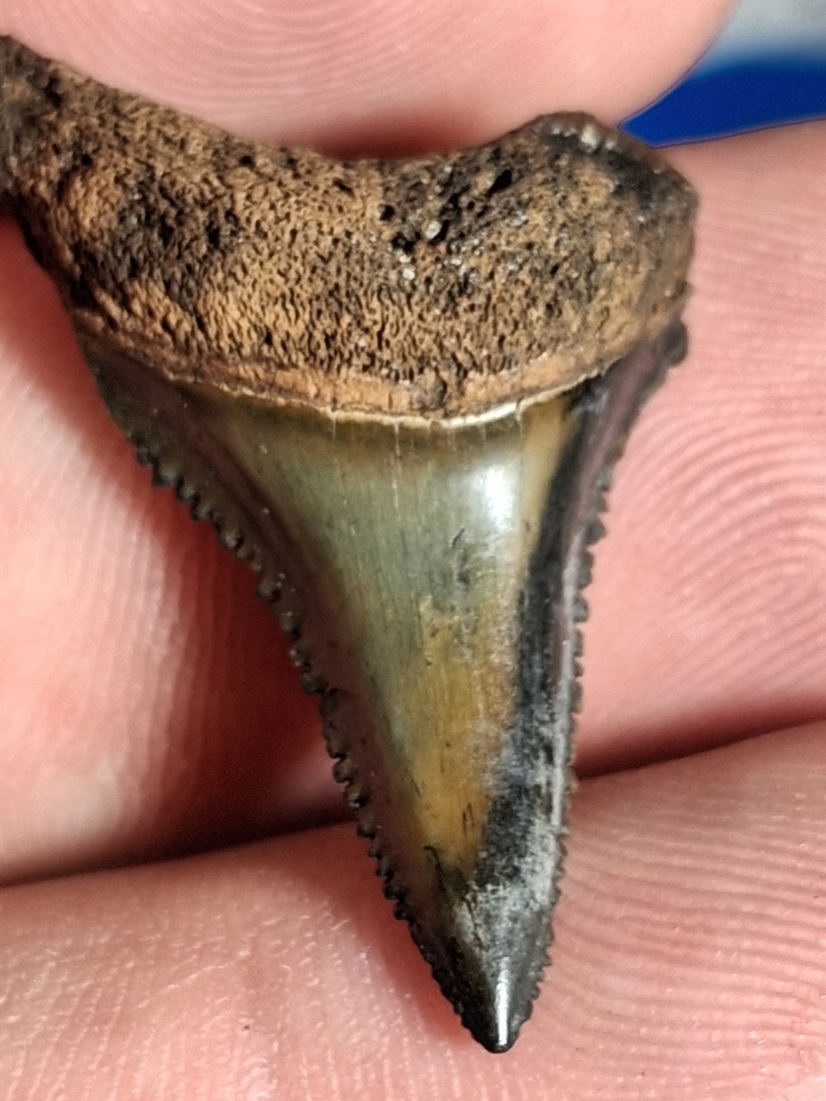 Beautiful Two Tone Florida Fossil Great White Sharks Tooth
