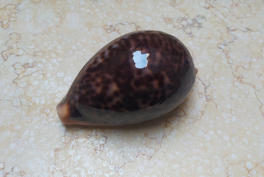F cypraea pantherina GEM 86.5mm F++++ red sea shell very nice and uniqe color
