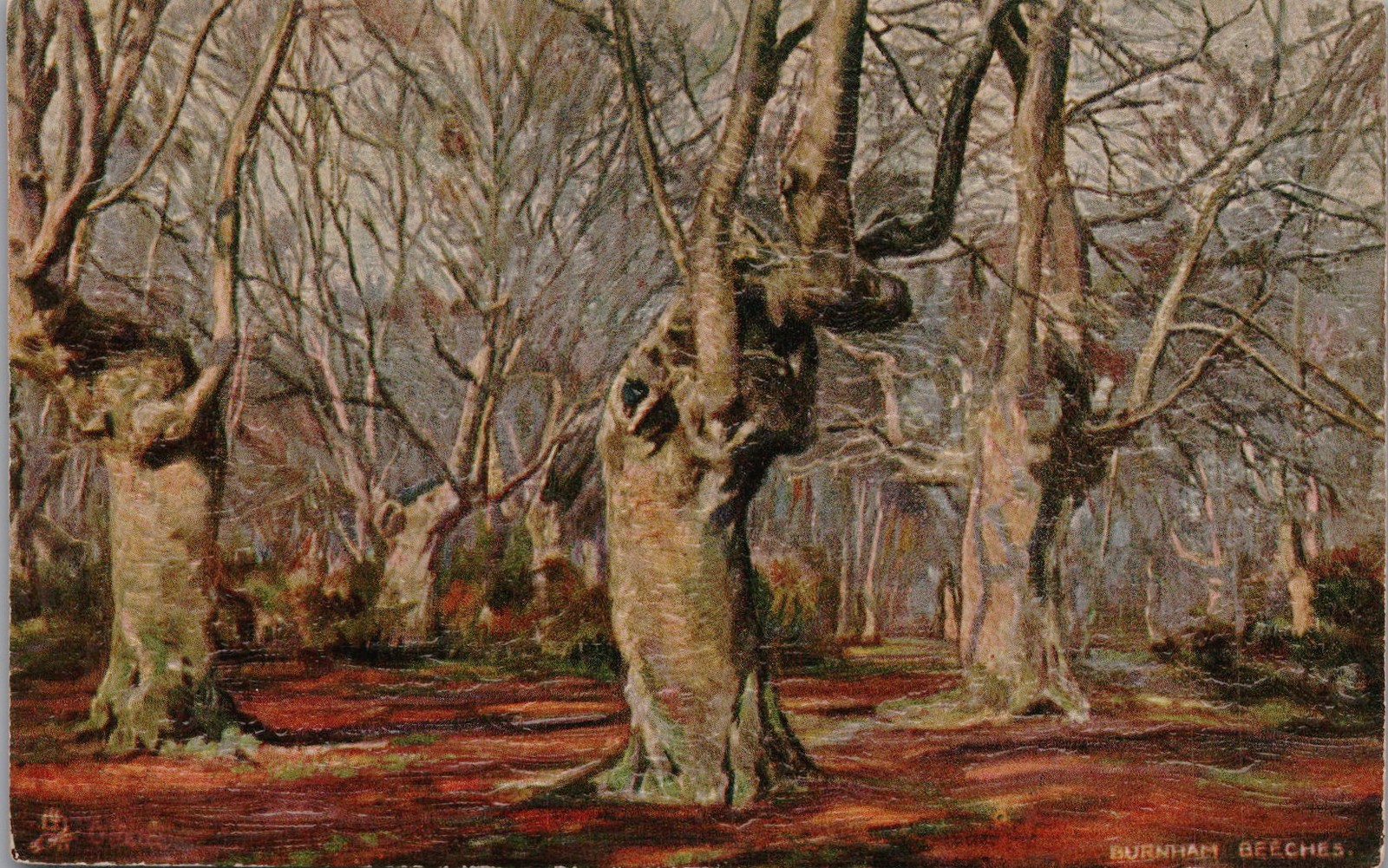 Antique Postcard Burnham Beeches Ancient Beech Trees Bucks England 1900s