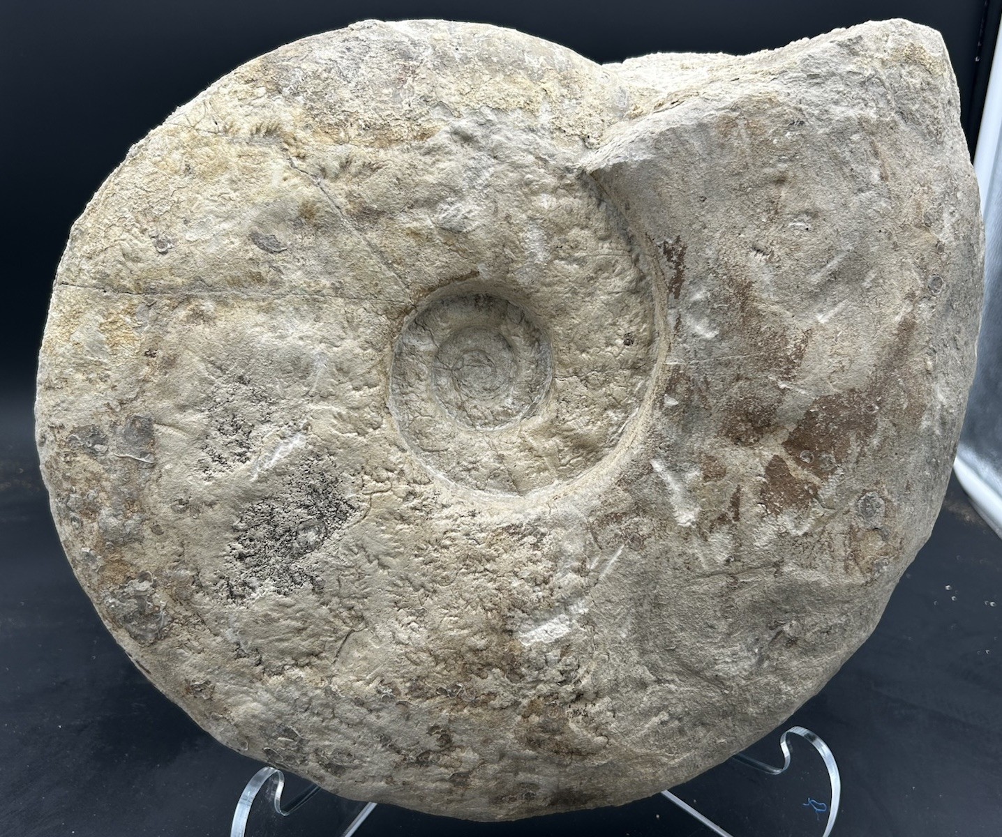 BIG 16.5” Texas Cretaceous Fossil Ammonite Eopachydiscus Marcianus,Duck Creek