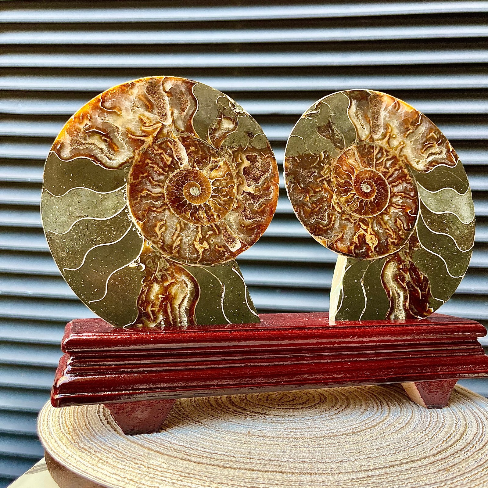 4.3 lb  Split Ammonite Fossil Pair Polished Slice Wood Stand Madagascar Specime