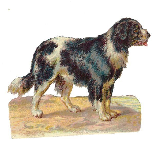 1888 Chromo decoupis, Big BLK & WHT Victorian DOG, Antique Die-Cut Scrap, 4. 1888 Chromo decoupis, Big BLK & WHT Victorian DOG, Antique Die-Cut Scrap, 4.