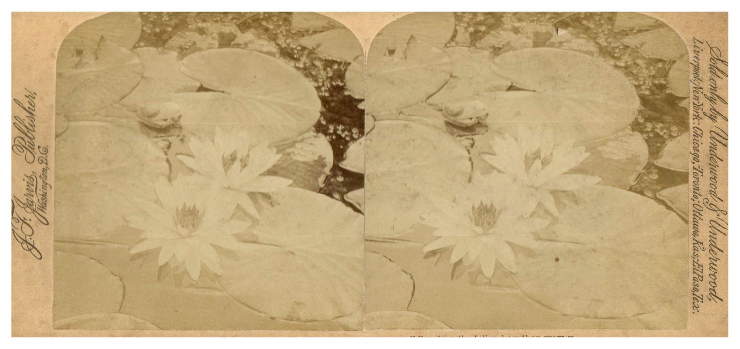 Water Lilies, ca.1880, Stereo Vintage Stereo Print, Legended Vintage Print