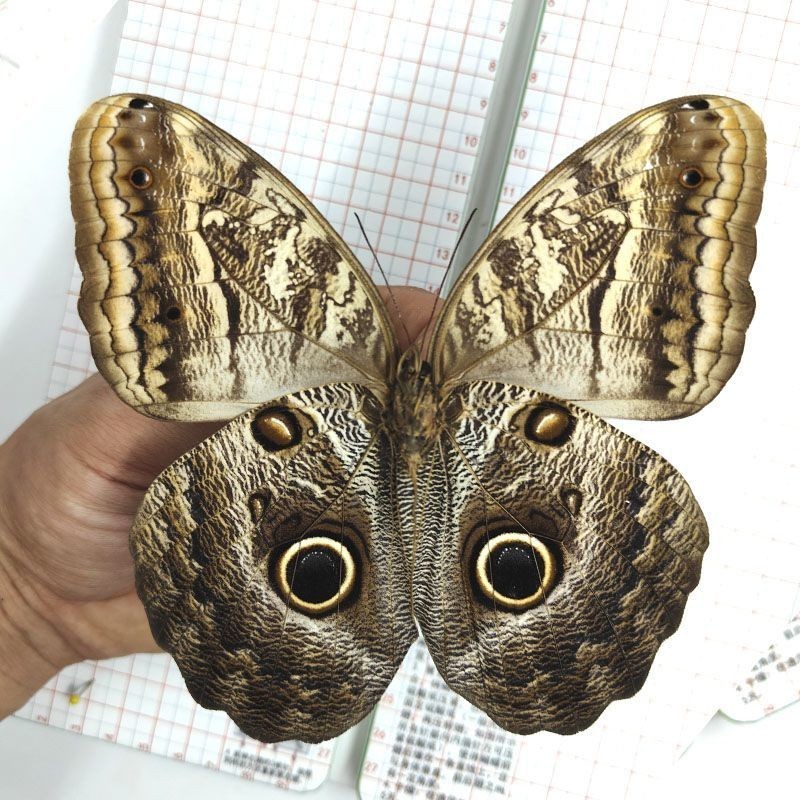 Large Real Owl Butterfly Specimen Pre-spread A1-A- Grade DIY Home Decor Gift