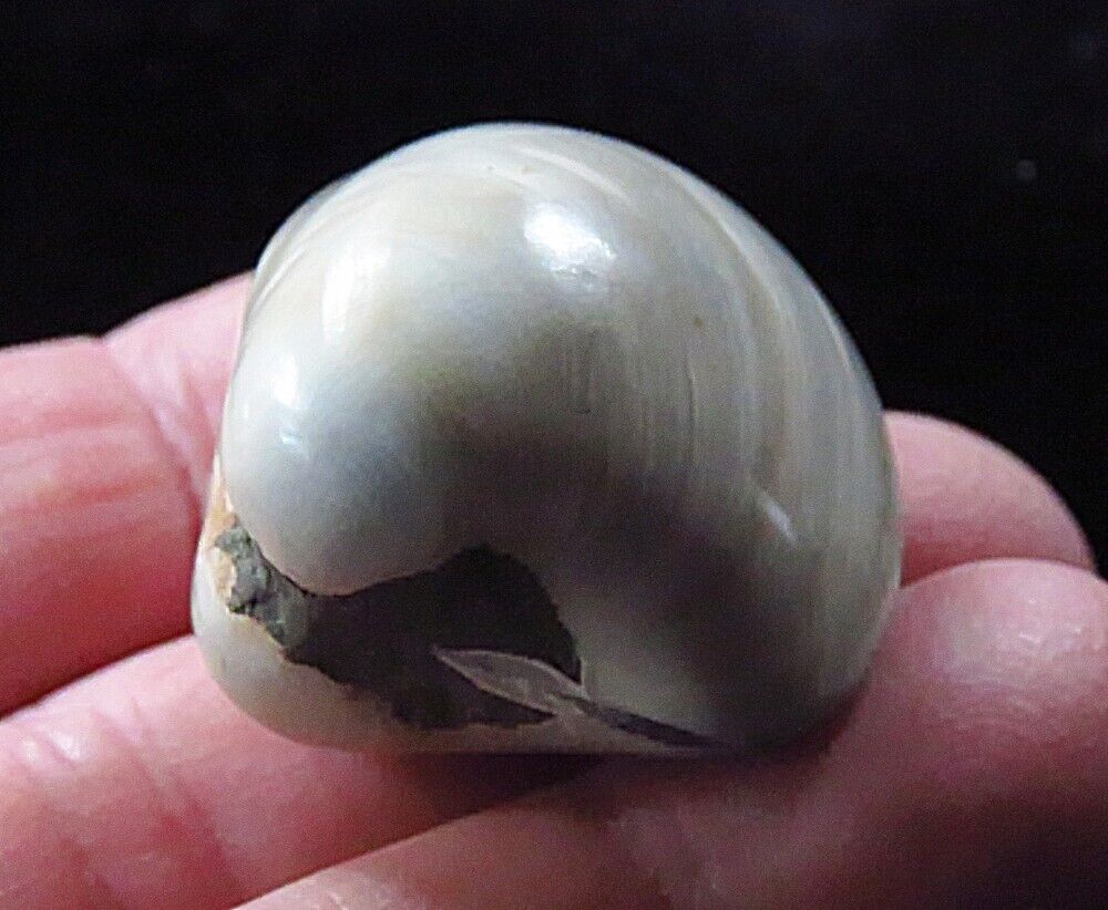Polished Fossilized Clam- 26 grams-Cretaceous- 110 Million Years Old- Madagascar