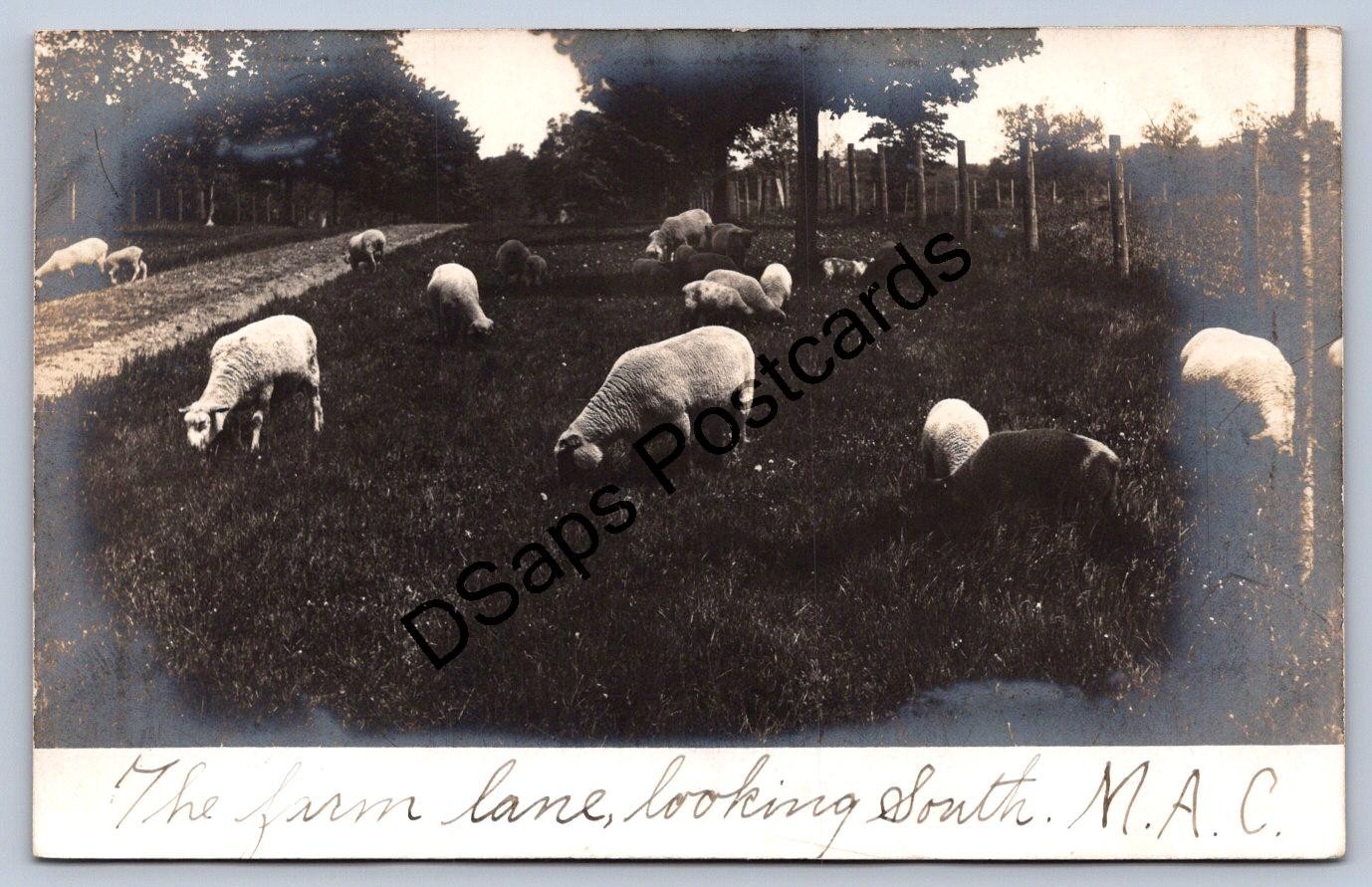 WA1/ Lansing Michigan State University M.A.C. RPPC Postcard c1910 Sheep 56