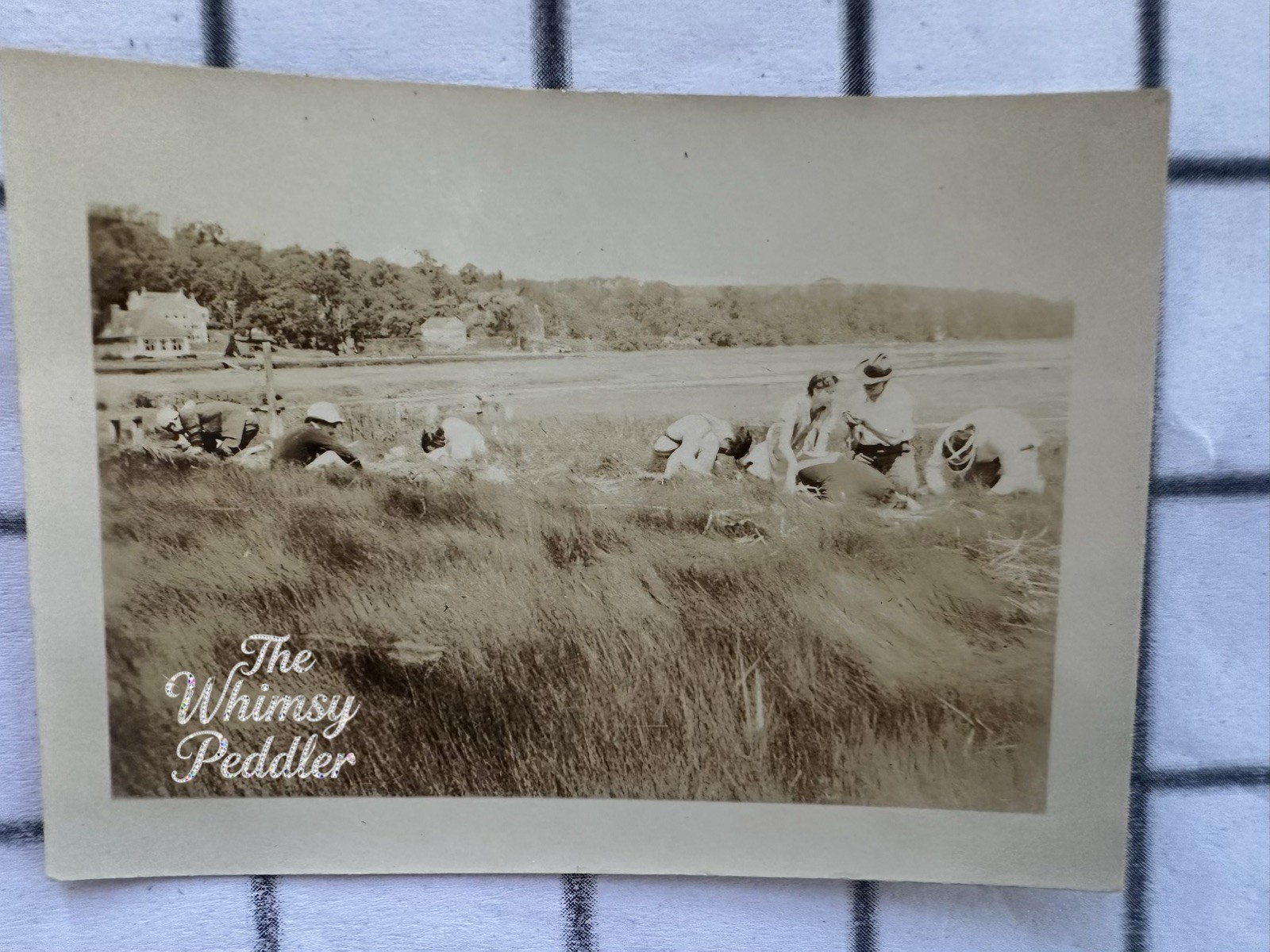 1931 Cold Spring Harbor NY Jones Marsh Insect Collecting Vintage Photo 1931 Cold Spring Harbor NY Jones Marsh Insect Collecting Vintage Photo