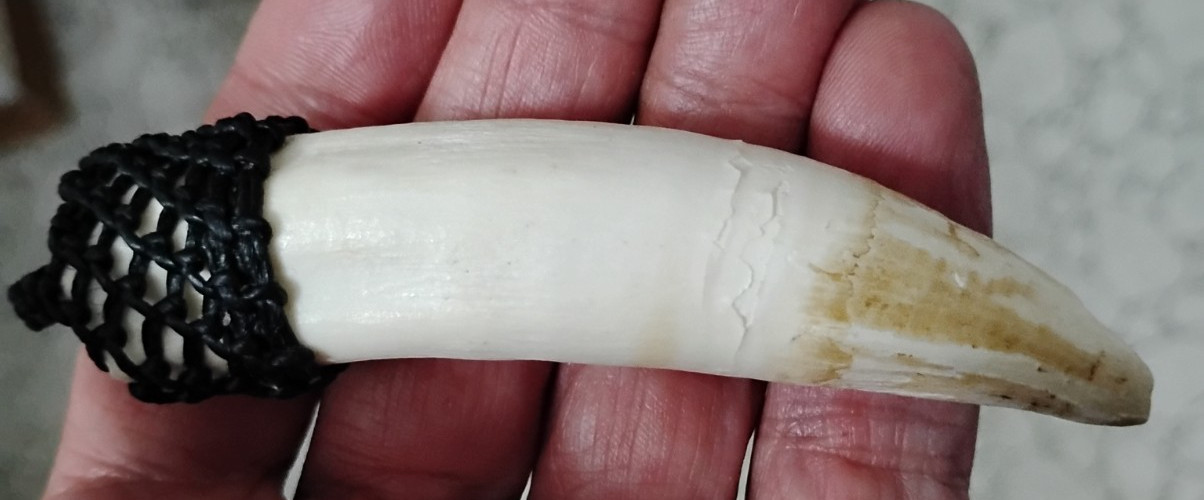 VERY LARGE REAL 9.5CM SALTWATER CROCODILE TOOTH. HAND-EMBROIDERED FASTENING CAP.