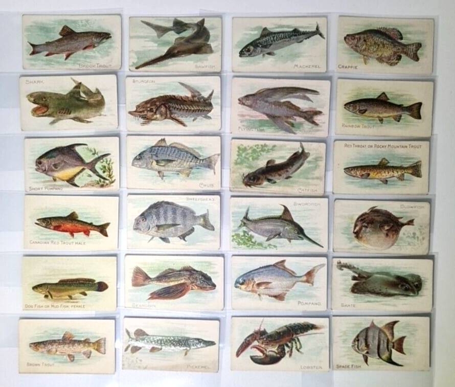 1910 Sweet Caporal/Piedmont Fish Series Cards (TS8) - Lot of 24 Cards