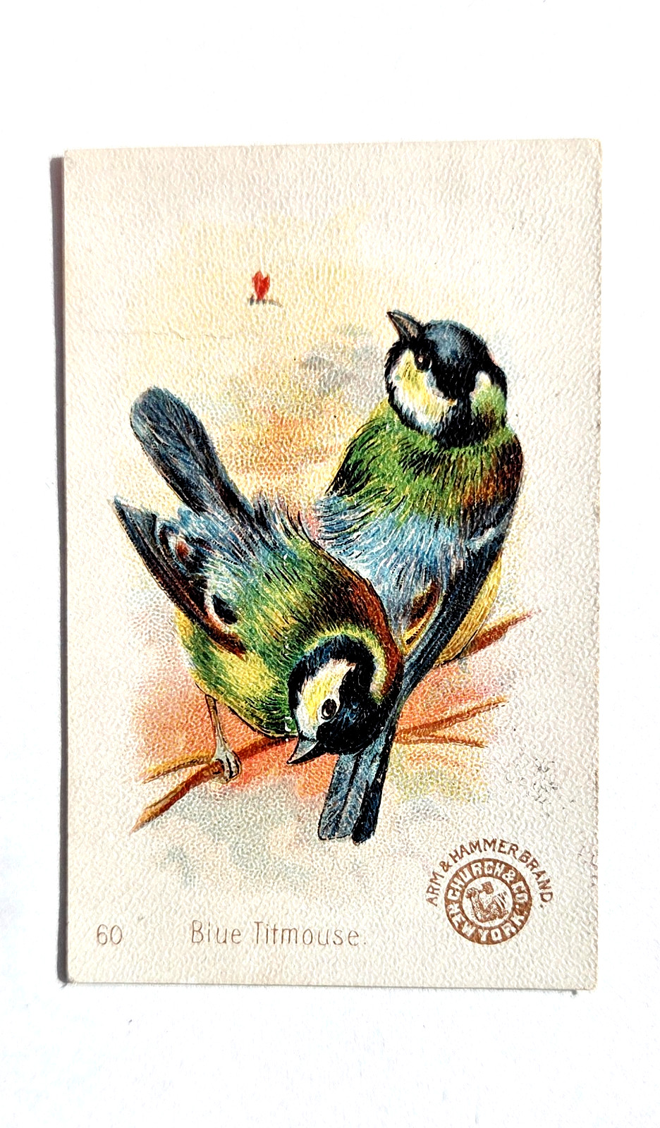 1898 (J2) #60 Blue Titmouse, New Series Beautiful Birds, Arm Hammer