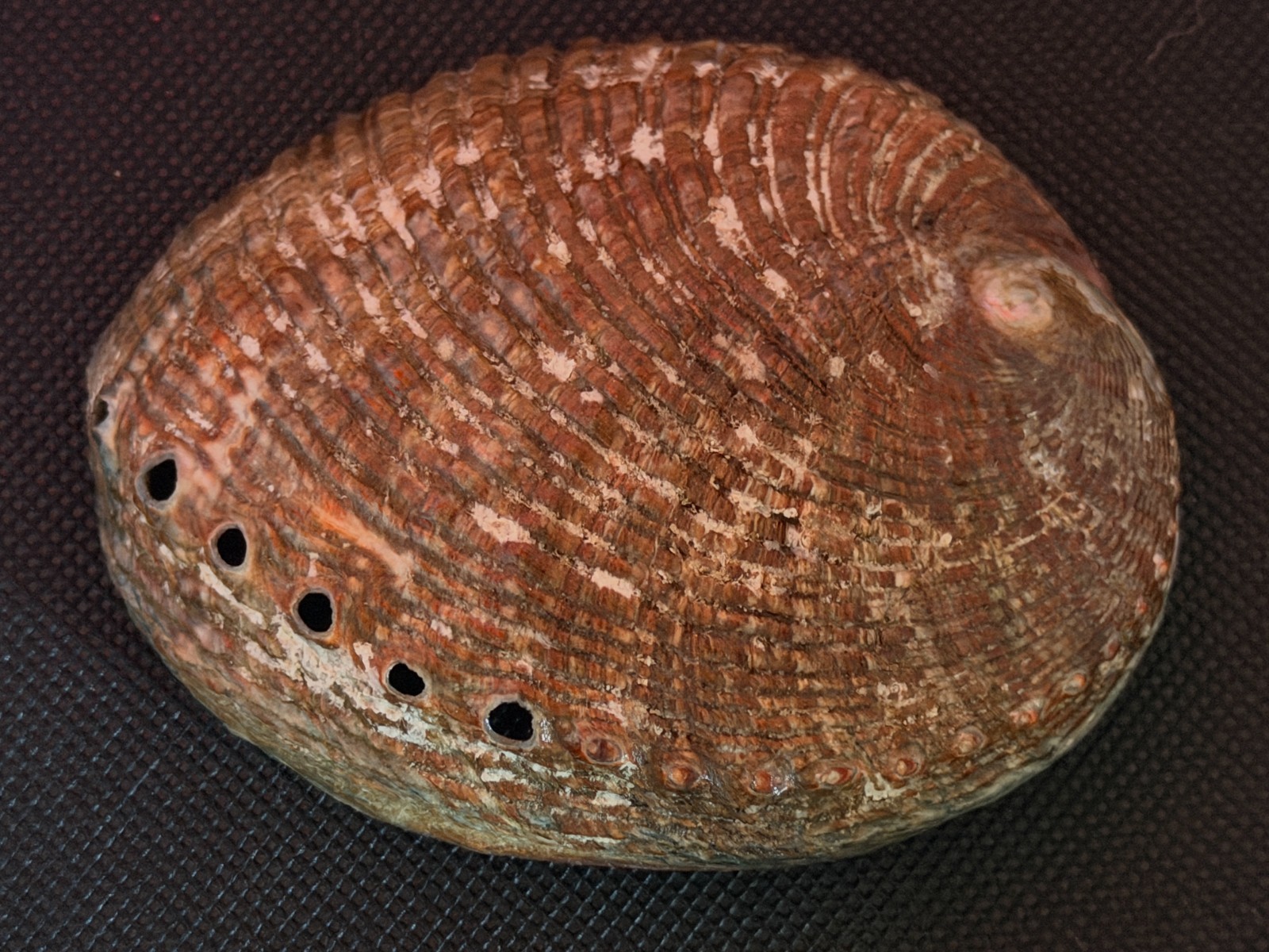 HALIOTIS KAMTSCHATKANA ASSIMILIS: LARGER THAN MY LAST OFFERINGS @ 96.91MM