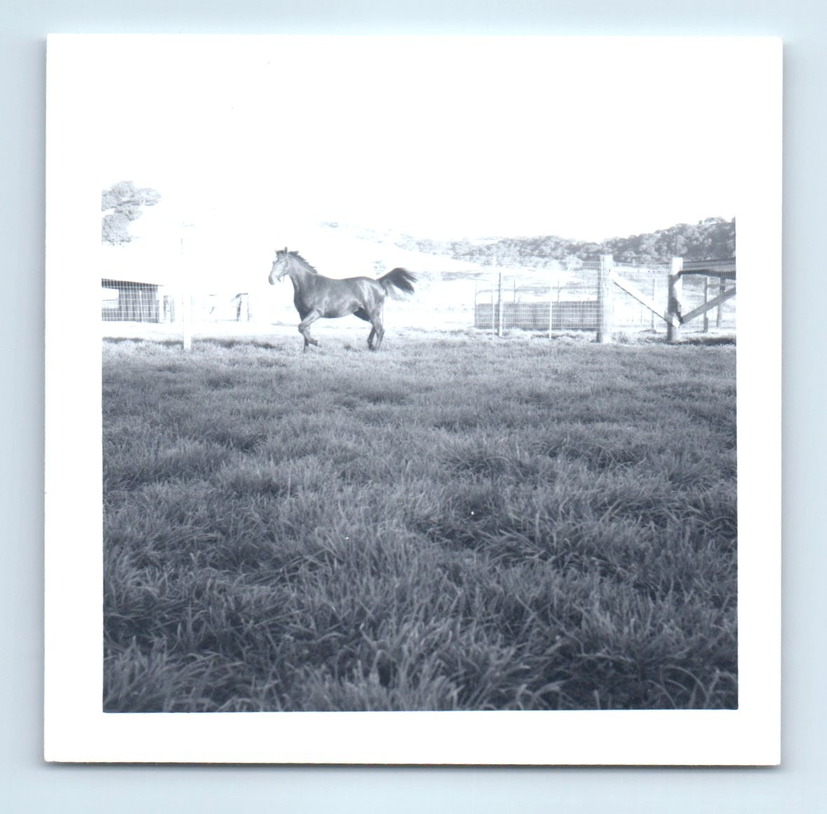 Old Vintage Square Photo HORSE IN FIELD ON RANCH FOUND SNAPSHOT PHOTOGRAPH