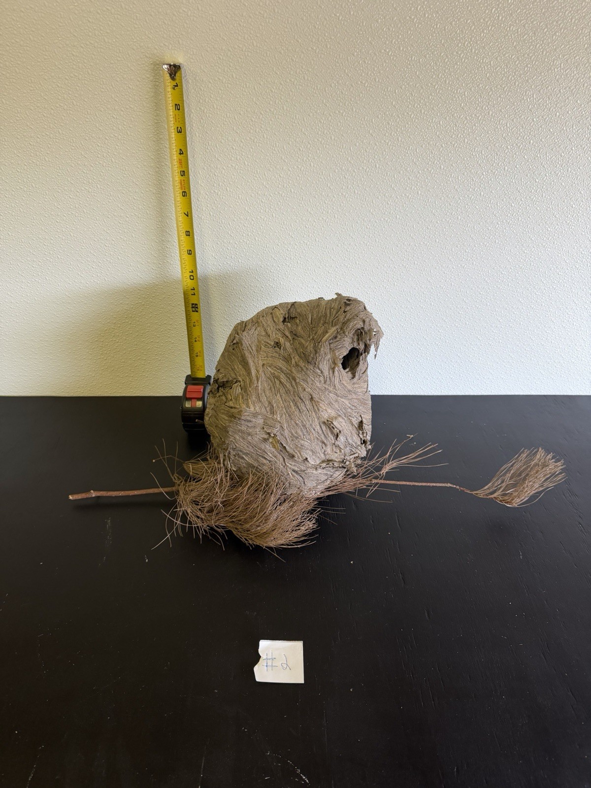 Gorgeous Bald Faced Hornets Nest made In Upstate New York #2