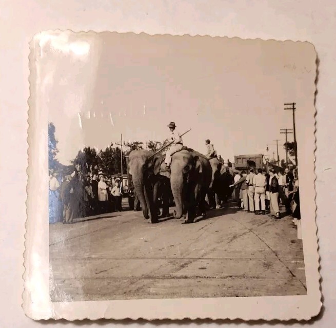 Elmira, NY Ringling Bros Barnum & Bailey Circus  1947 Photos Elephant Trainers 