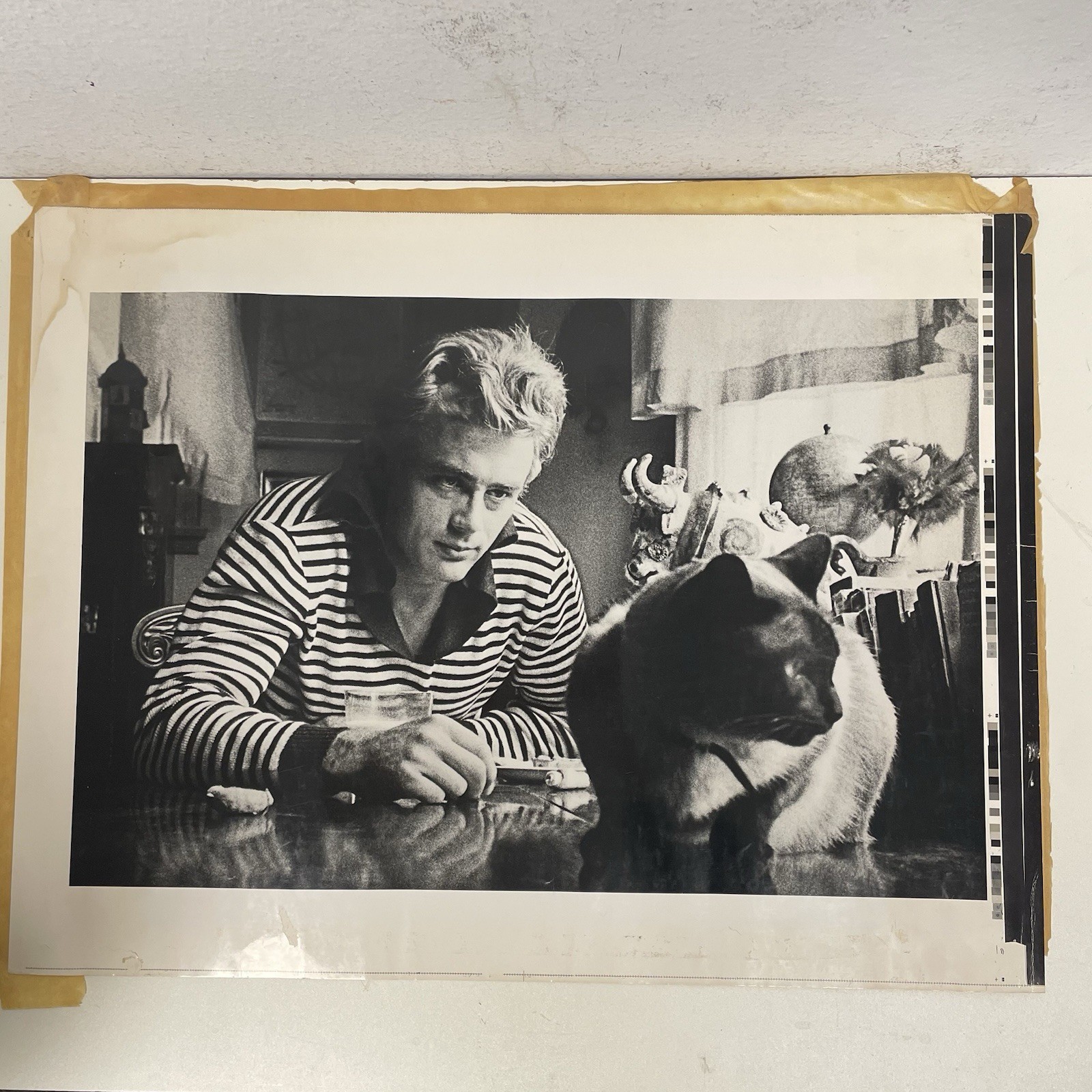 James Dean Rare Original Large  Photo With His Siamese Cat, Marcus 1955
