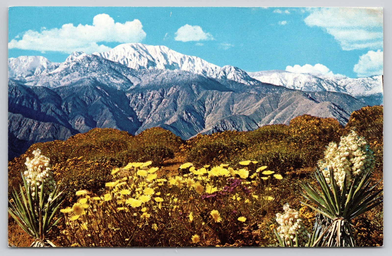 California Desert Spring Wildflowers Postcard