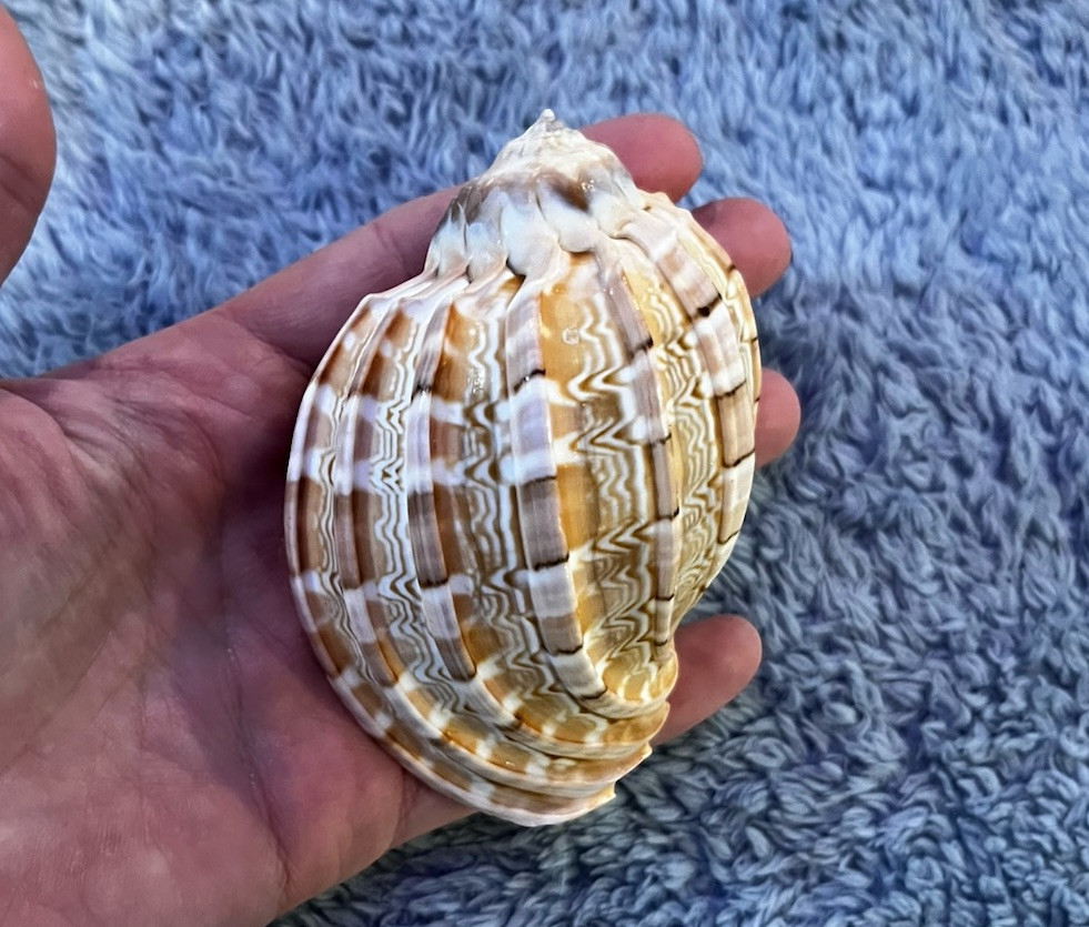 Harpa Sea Shell 3 - 3 1/2\ Harpa Sea Shell 3 - 3 1/2\