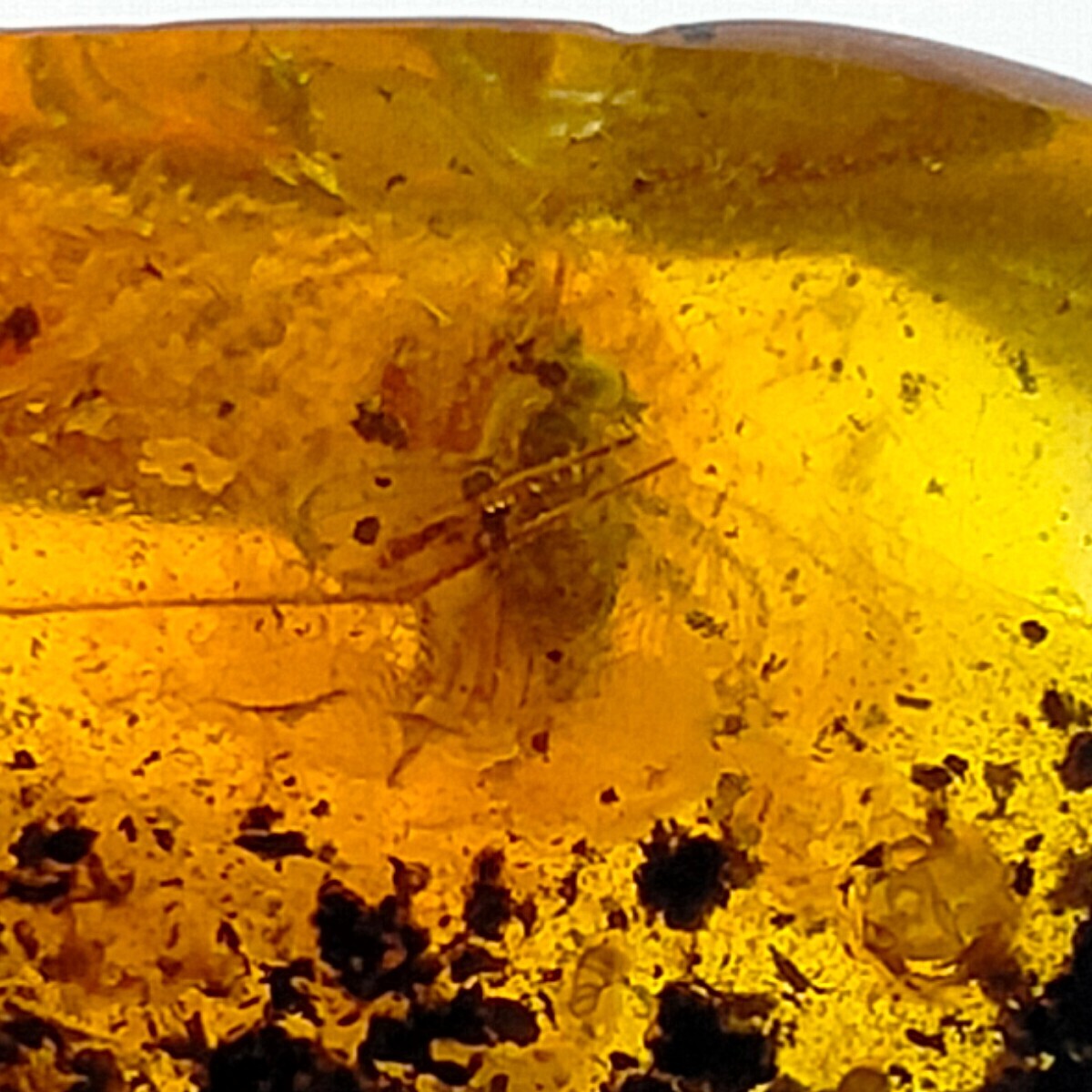 Insect in Amber natural gemstone trapped fossil inclusion Watch Video 11.2ct