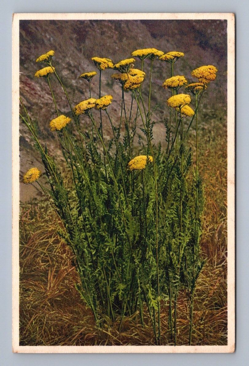Antique Wild Flowers Countryside Yarrow Milfoil Botanical Art