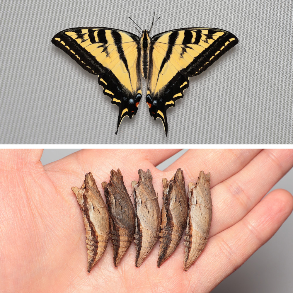 Western Tiger Swallowtail (Papilio rutulus) - LIVE Chrysalis, Overwintering