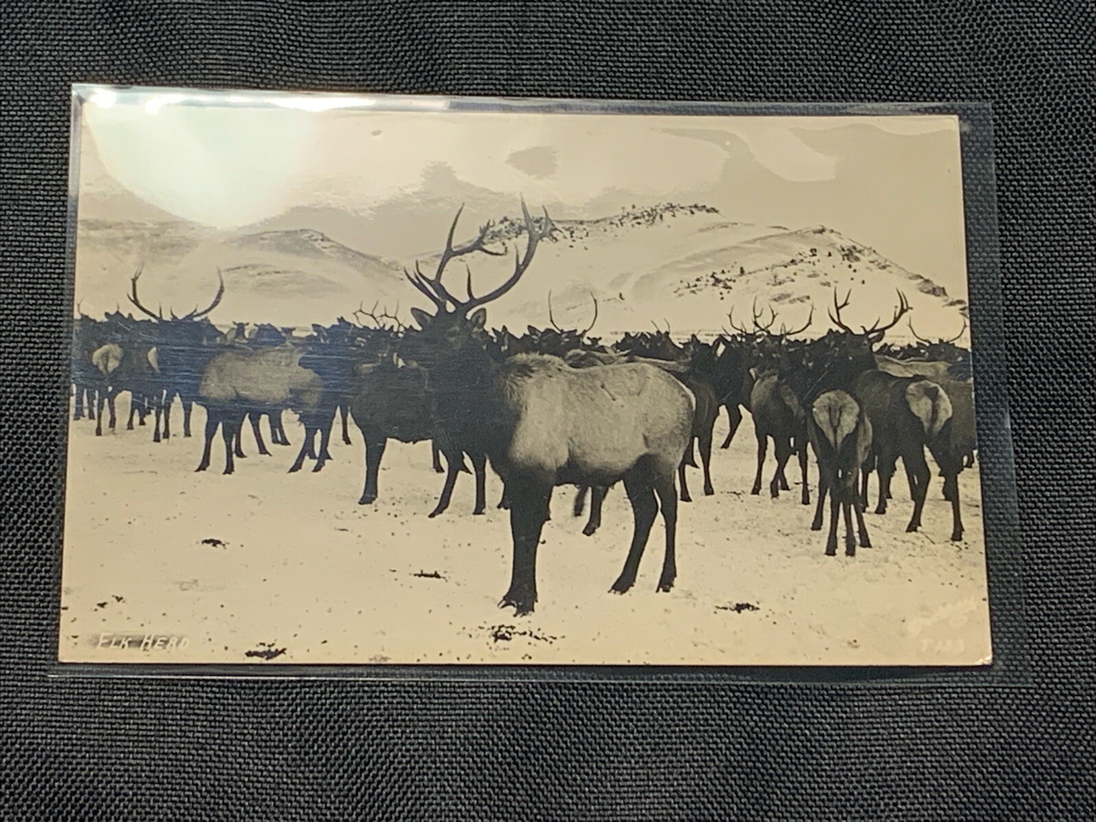 “Elk Herd” -RPPC Real Photo Postcard-Signed Vintage Original