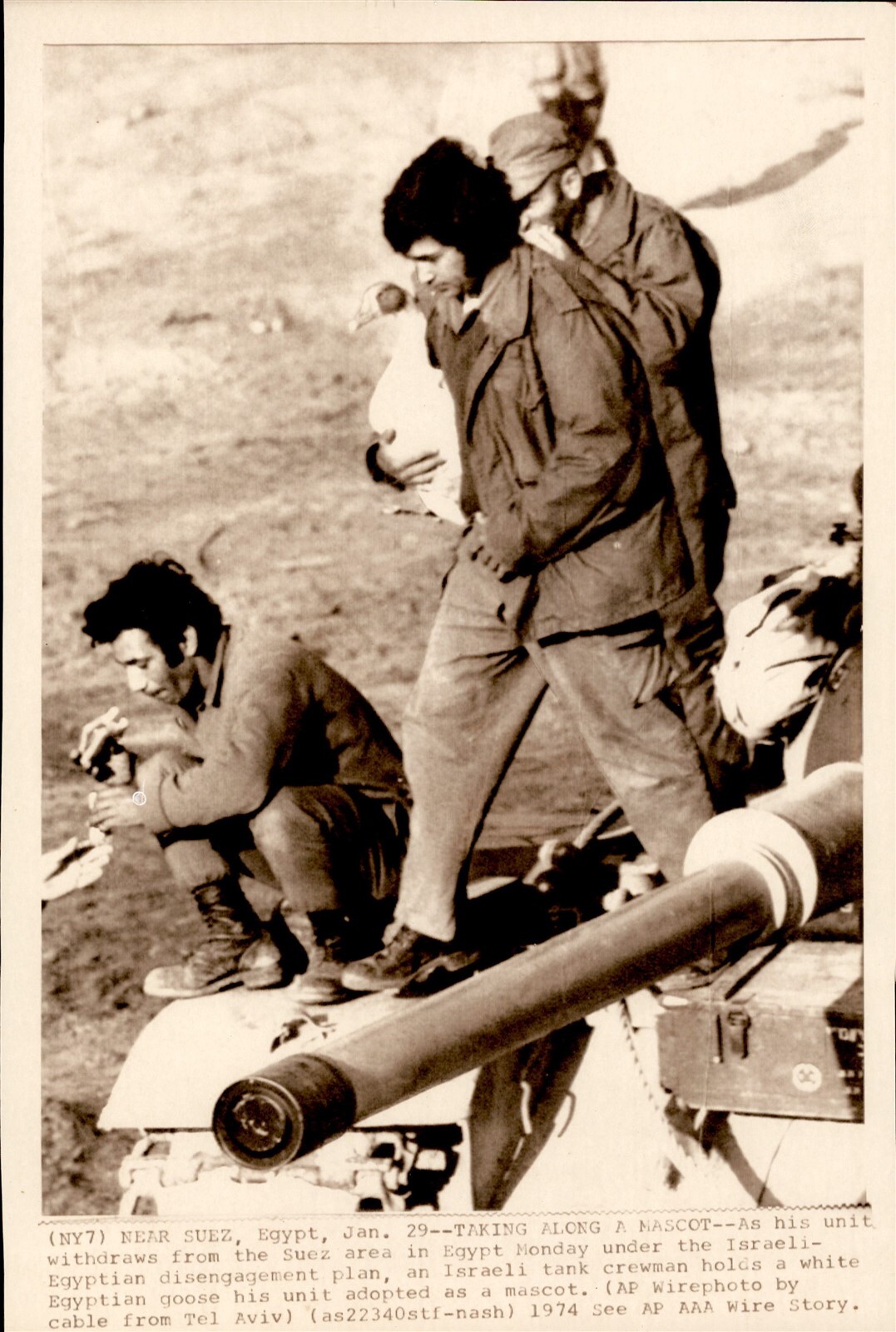 LG965 1974 Wire Photo TAKING ALONG A MASCOT ISRAELI TANK CREW PET EGYPTIAN GOOSE