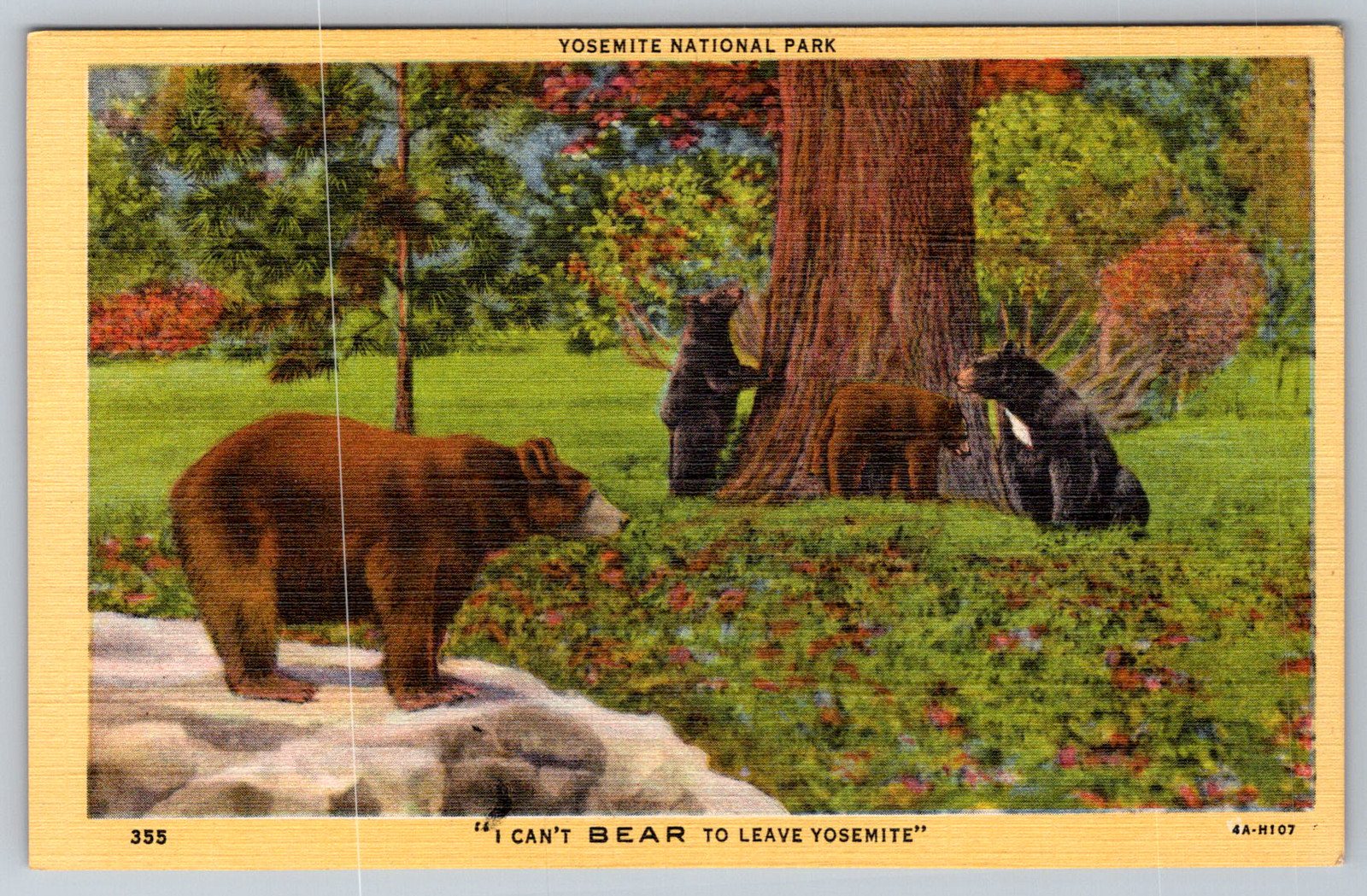 c1940s Yosemite National Park Bears California Postcard