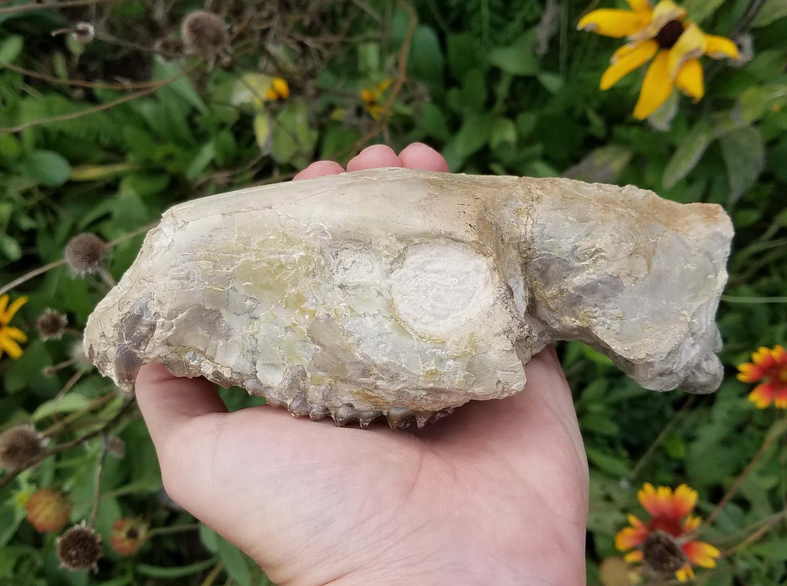 Fossil Oreodont Skull Tooth White River Nebraska Brule Oligocene Entelodont
