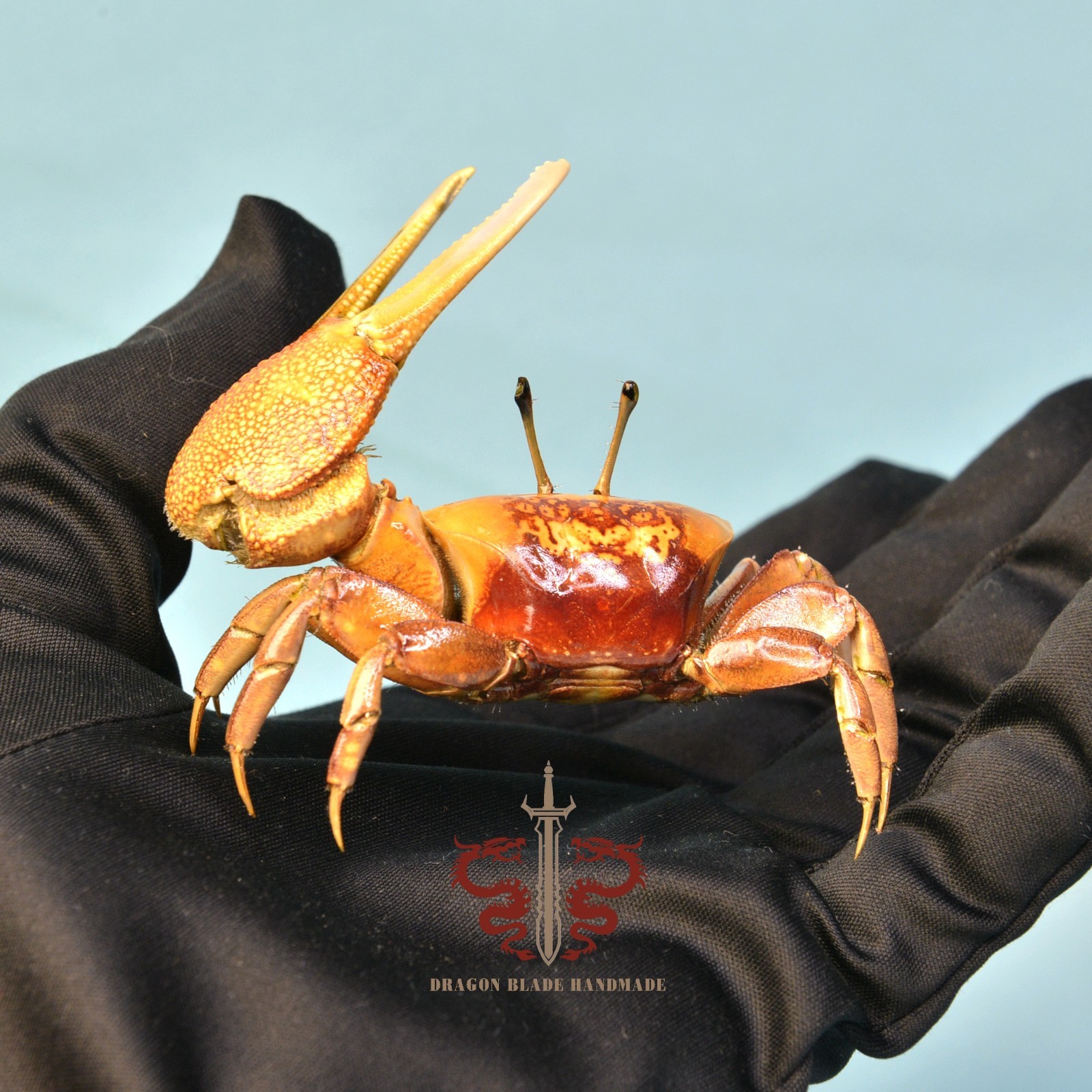 Crab specimen Uca arcuata, museum-quality taxidermy & display box