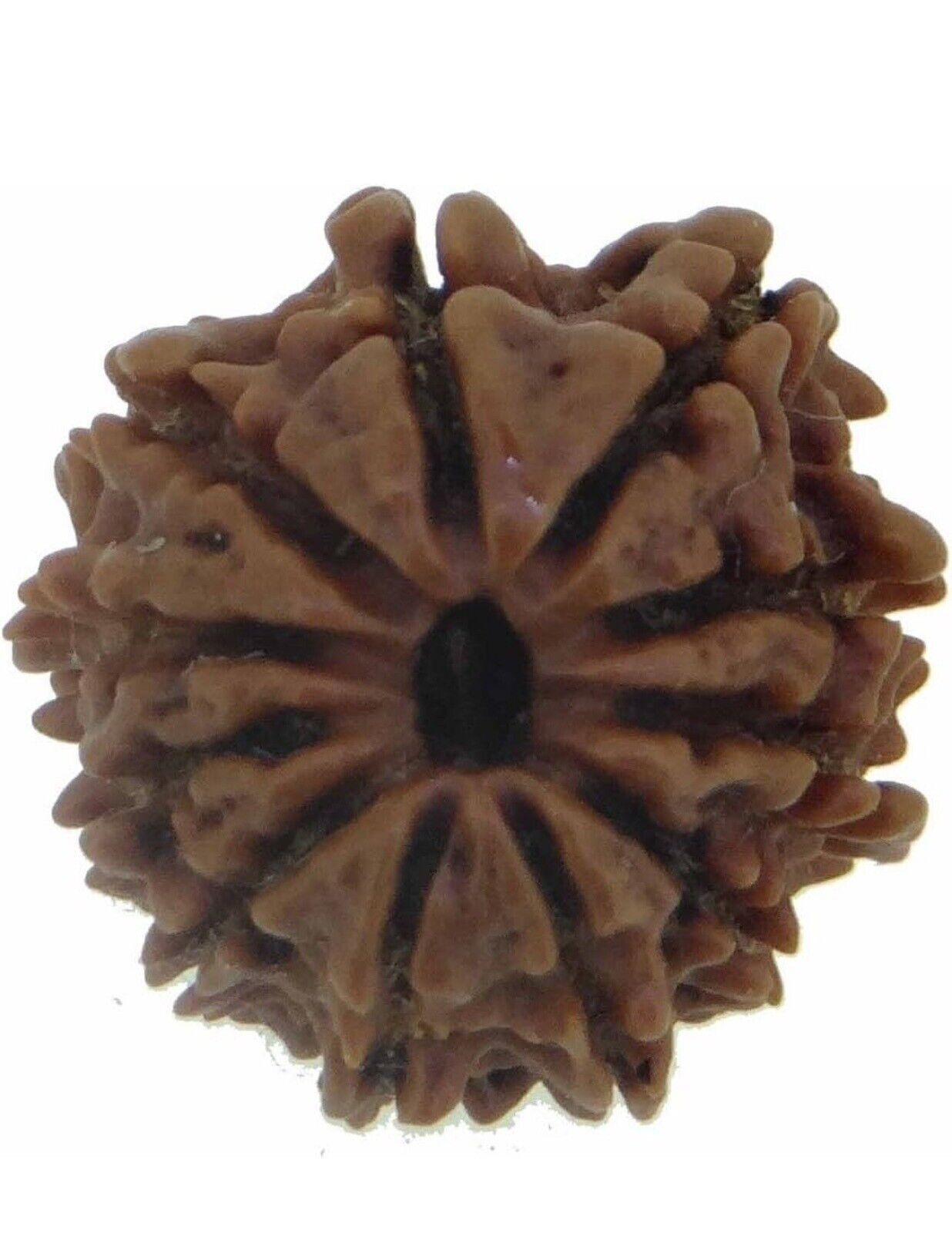 11 Mukhi/Faced Nepali Rudraksha | Natural & Certified- (Brown,20-24 mm)