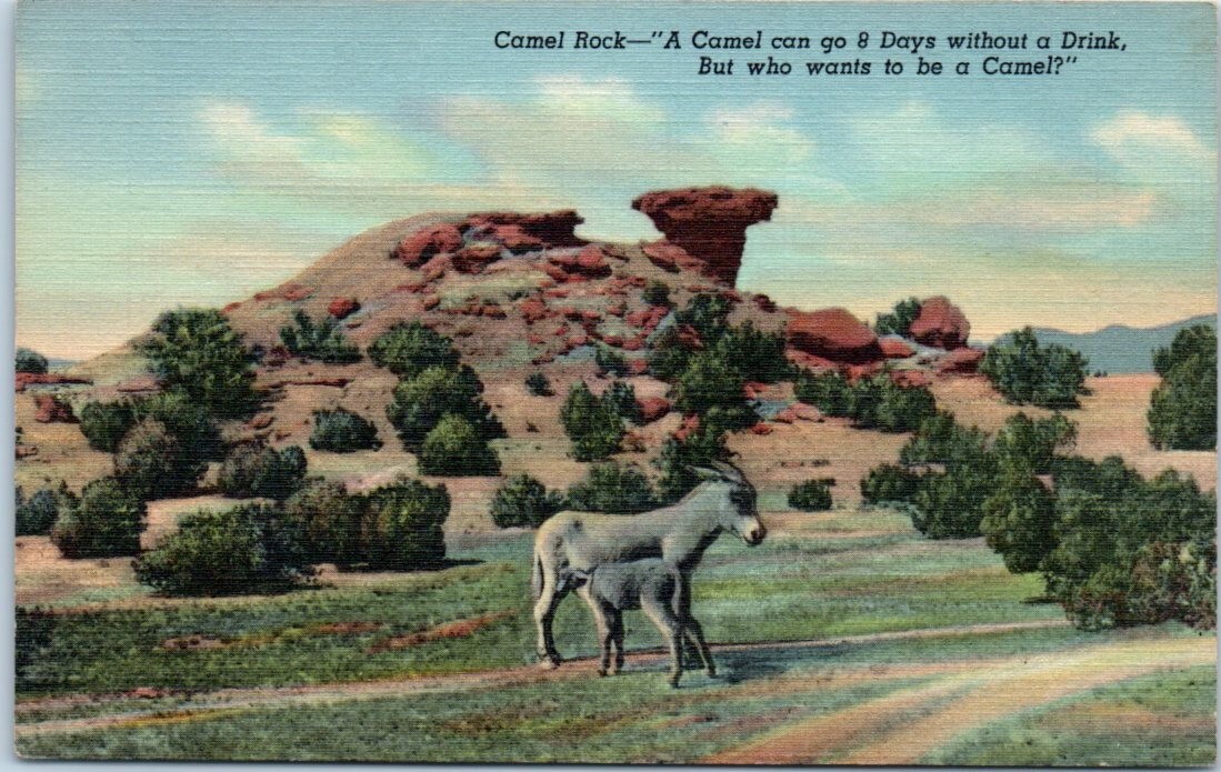 Baby Donkey Drinking from Mother CAMEL ROCK Santa Fe, New Mexico animal Postcard