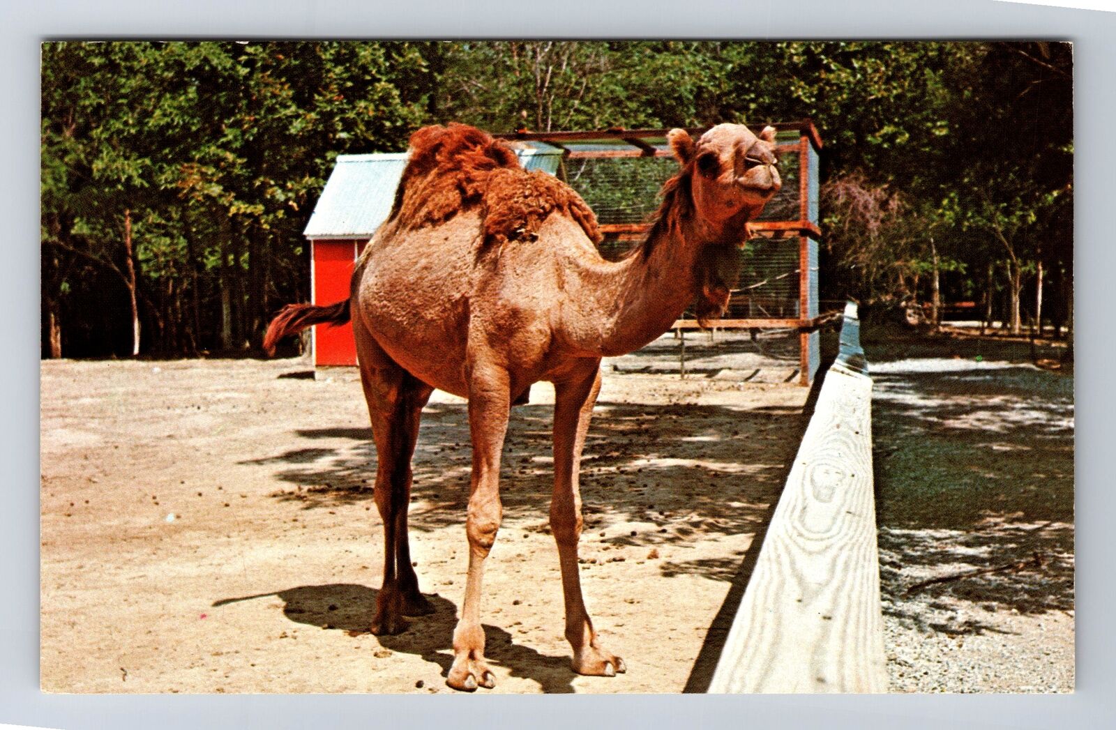 Parke County IN-Indiana, Dromedary Camel, Antique, Vintage Postcard