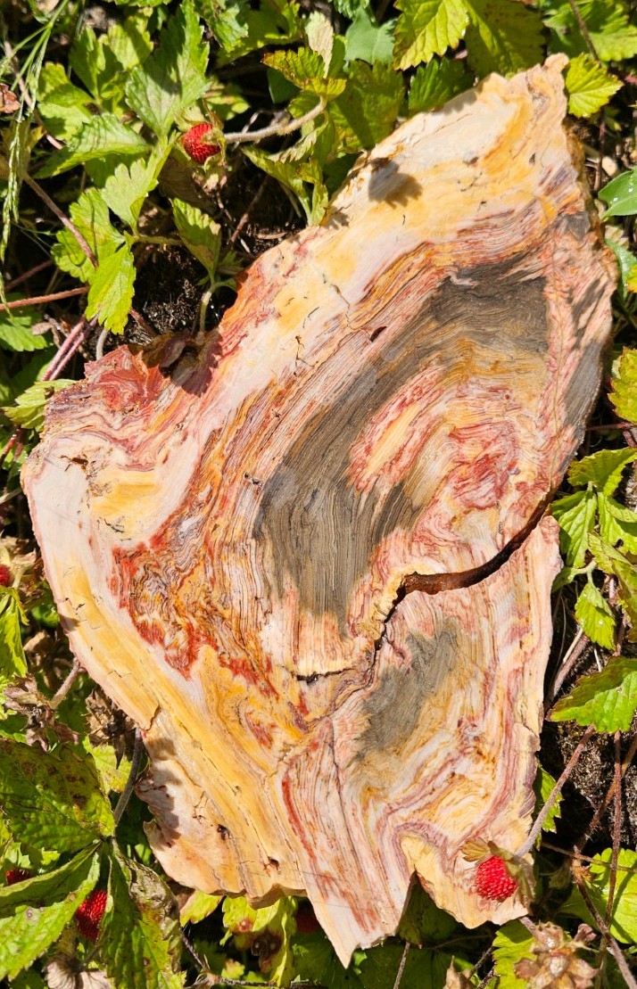 Caldera Paint Jasper big slab