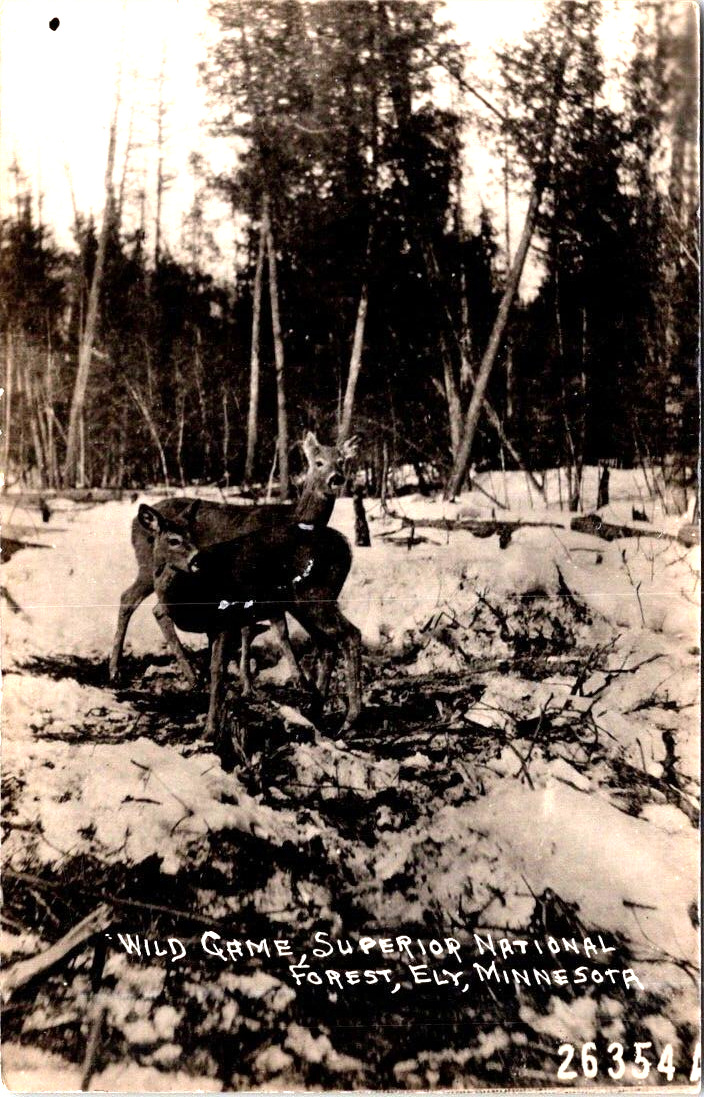 MINNESOTA Wild Game Two Deer Superior National Forest Ely RPPC c1920s-1930s