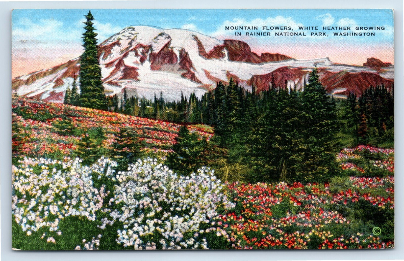 White Heather Blooms in Rainier National Park Washington June c1943 Postcard