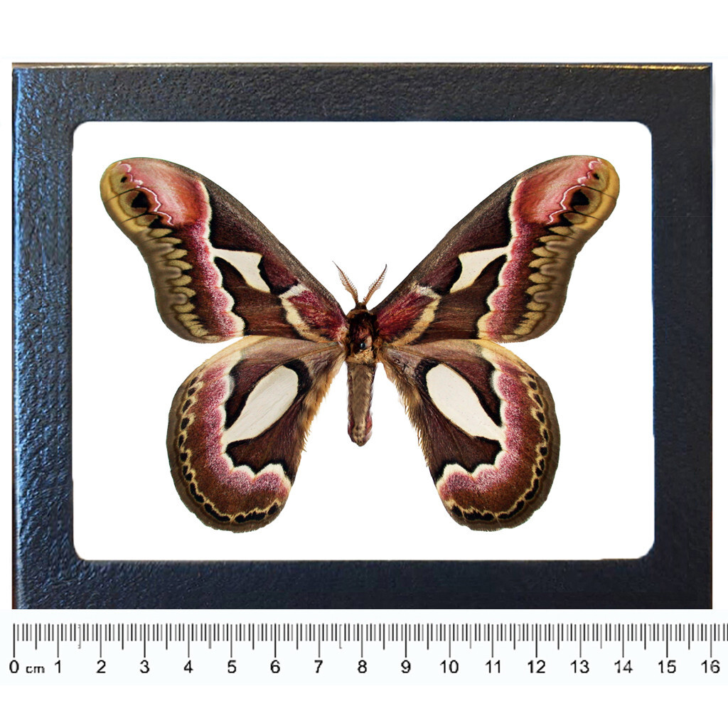 Rothschildia jacobaeae pink red saturn moth Argentina FRAMED