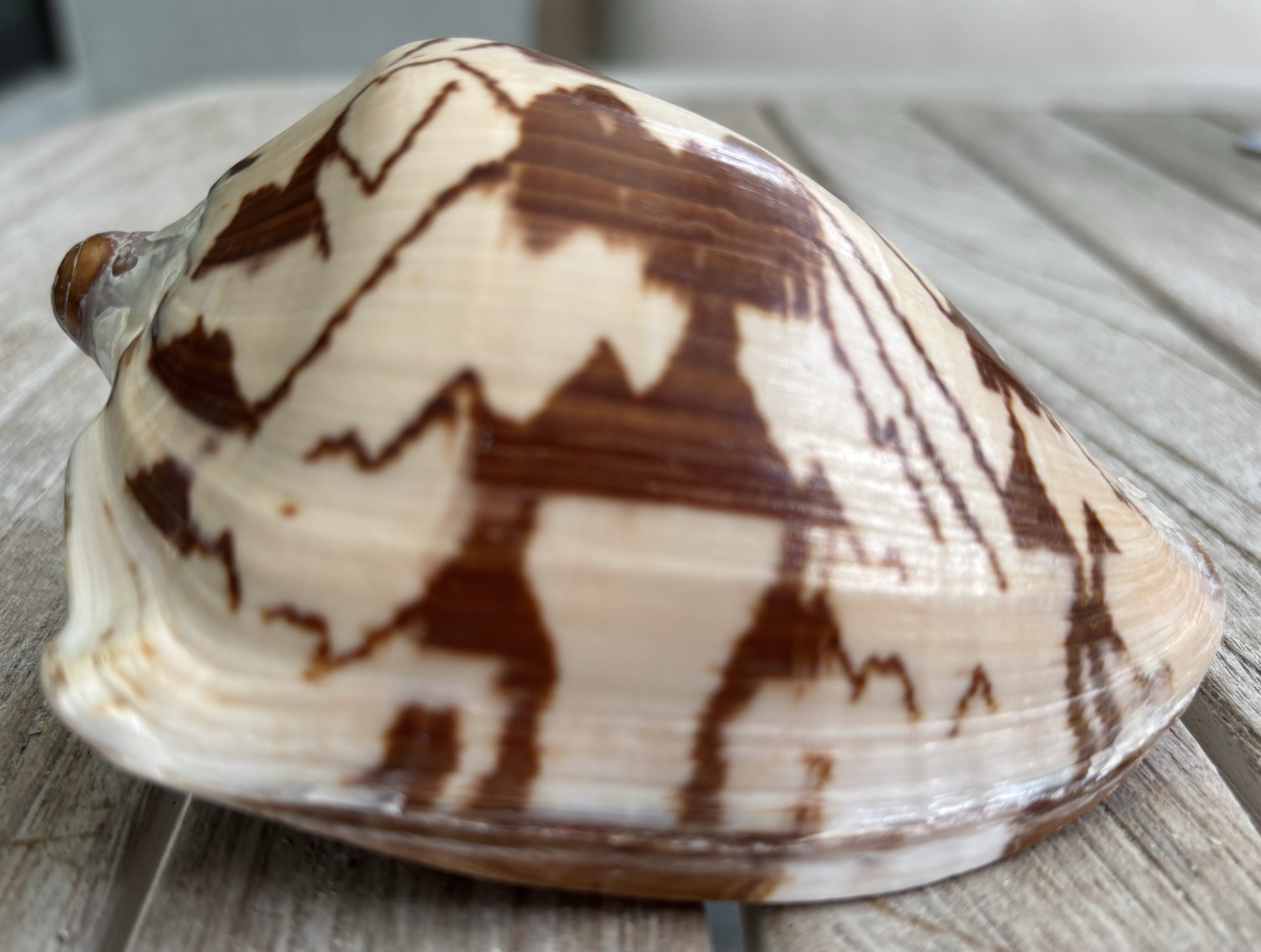 Large Patterned Conch Seashell Brown Cream Collectible w/ Ruler ~4 in Large Patterned Conch Seashell Brown Cream Collectible w/ Ruler ~4 in