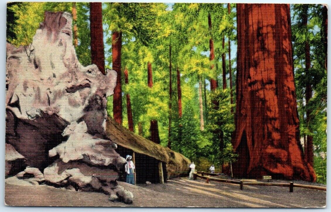 Postcard - Robert E. Lee Tree & the Fallen Monarch, General Grant National Park