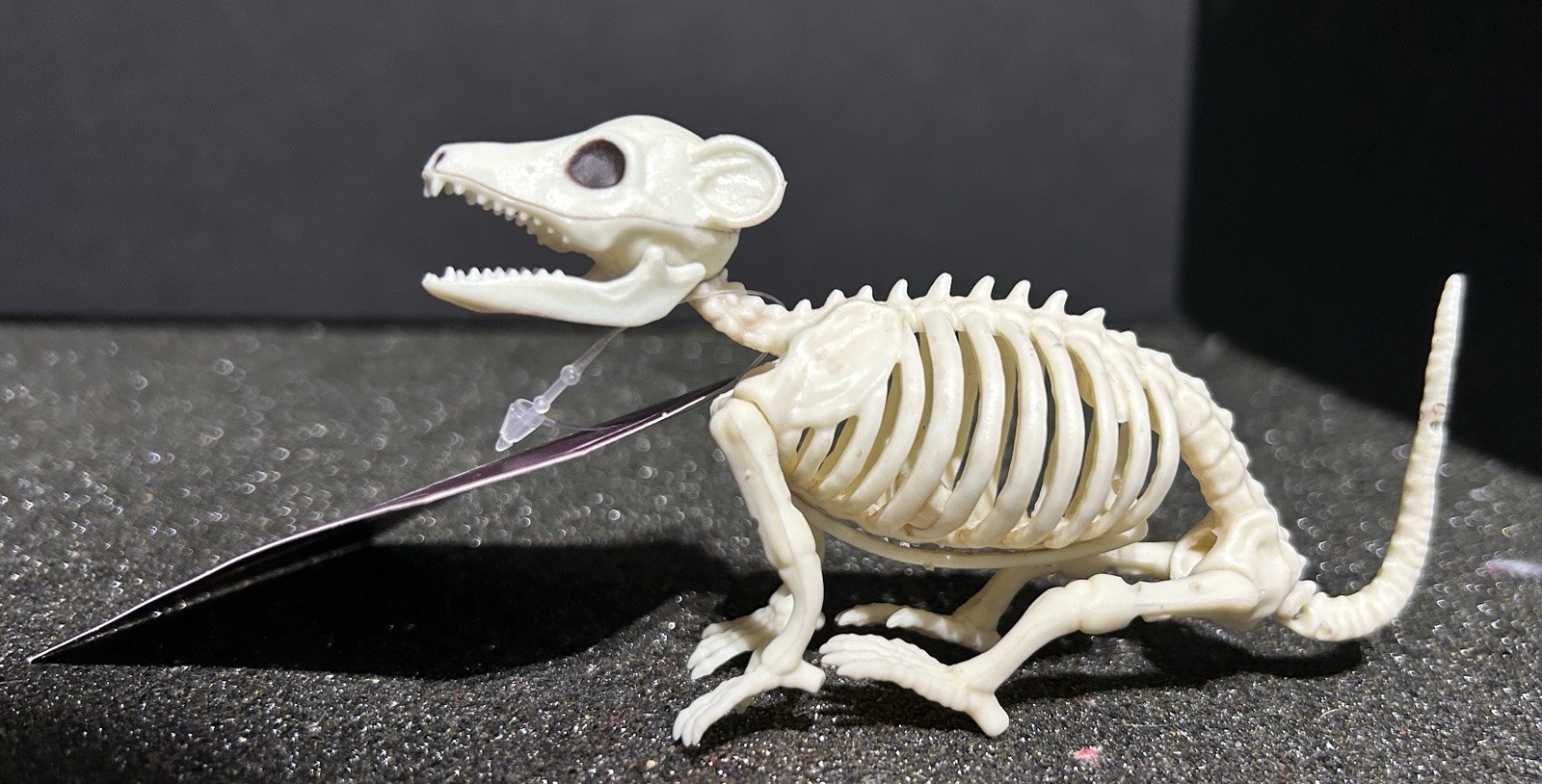 Halloween Baby Opossum Skeleton Red Shed Halloween NWT 4-5\