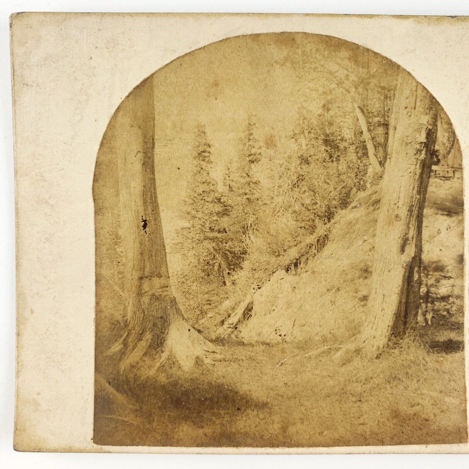 Niagara Falls Goat Island Stereoview c1865 Clifton House Forest Hotel Tree A2256