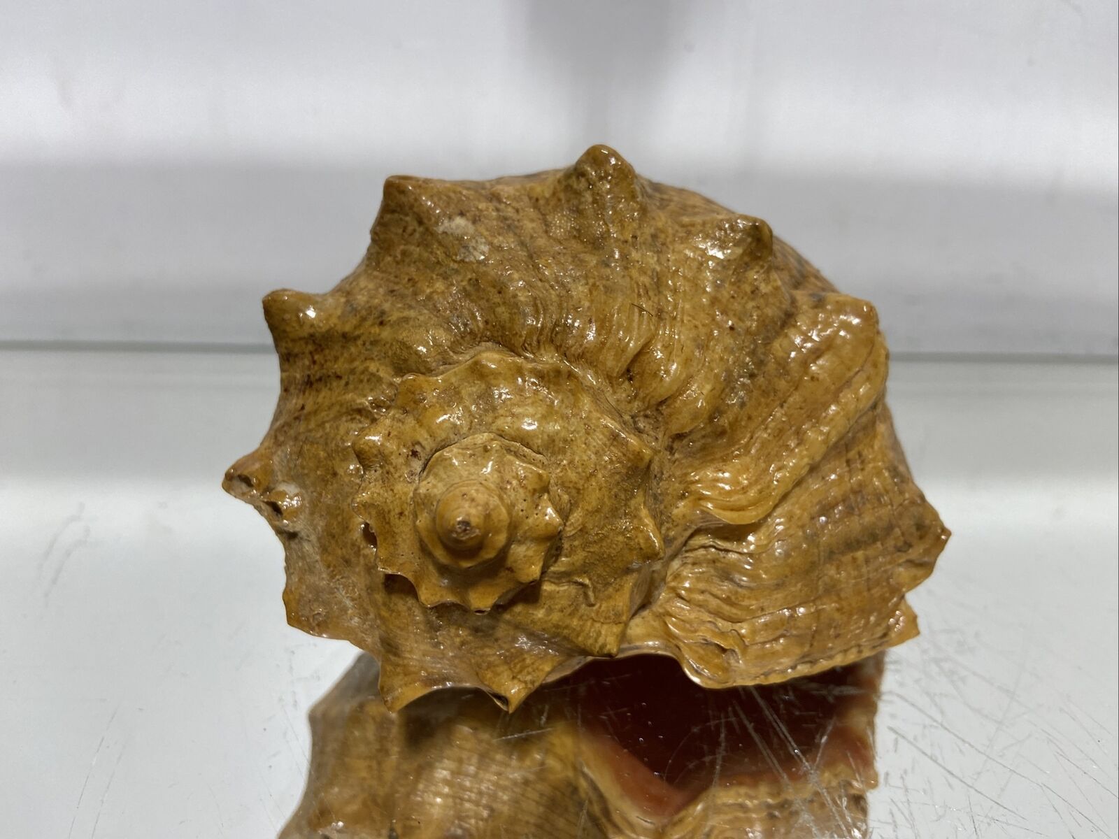 VTG. Seashell Fantastic Shape From Collection Rare and Beautiful