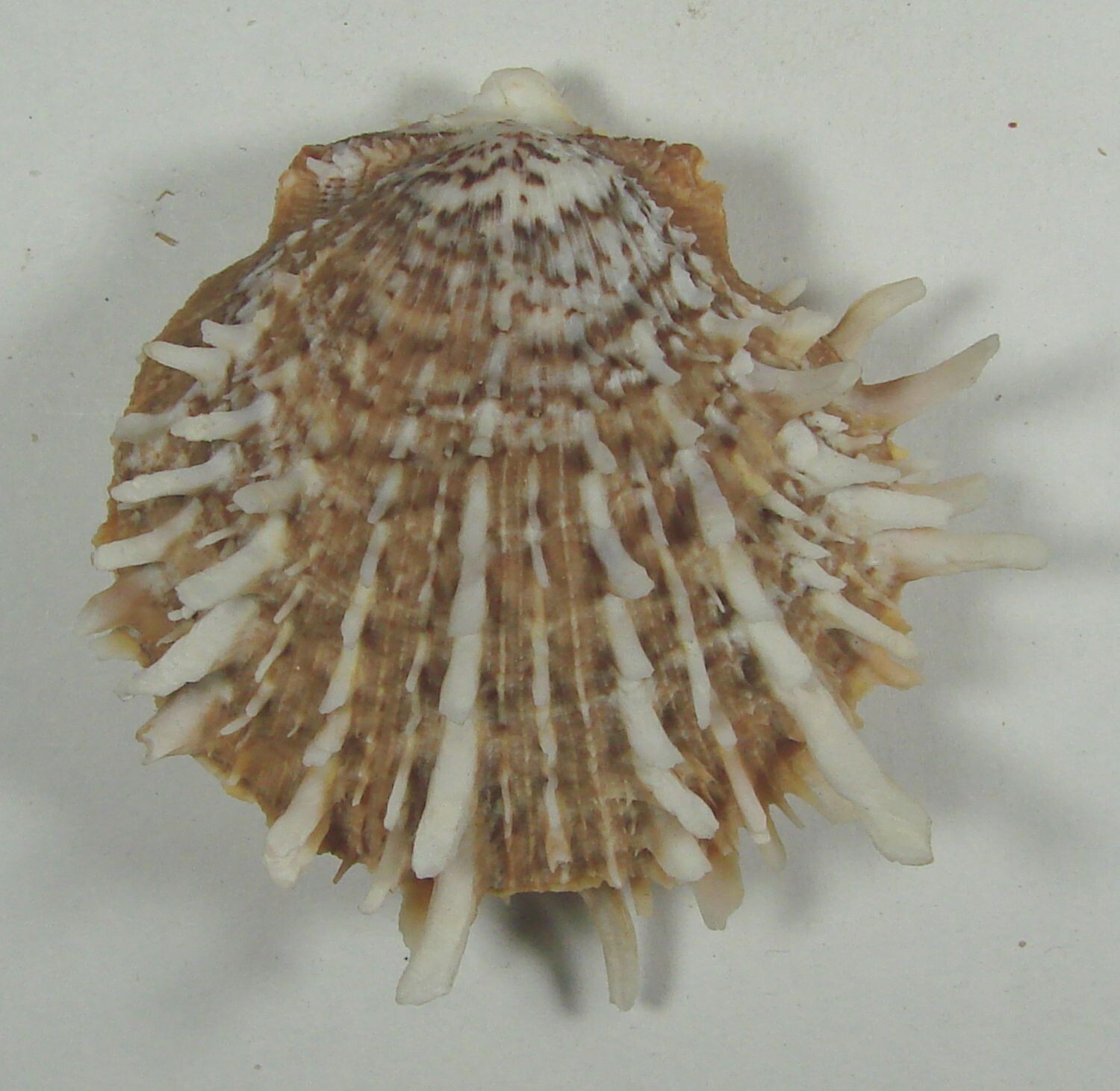 SPONDYLUS ALBIBARBATUS 55mm RARE COLOR SPECIMEN Bohol, Philippines