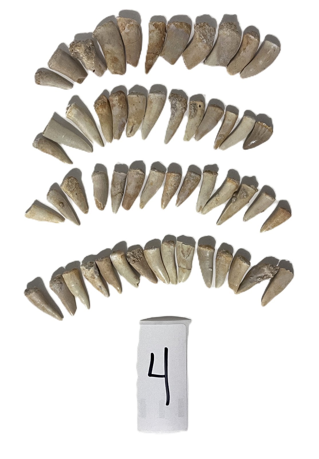 50 Real Moroccan Fossil Teeth Cretaceous Mosasaur Enchodus Prehistoric Lot #4