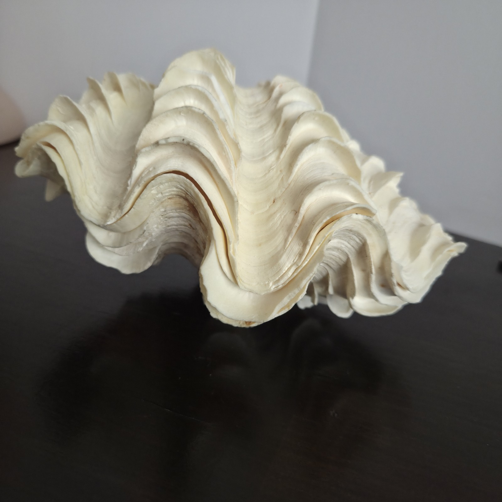 Fluted Clam Shell Whole Tridacna Squamosa Vintage Pacific Dive Trip 4 Inch 9/10